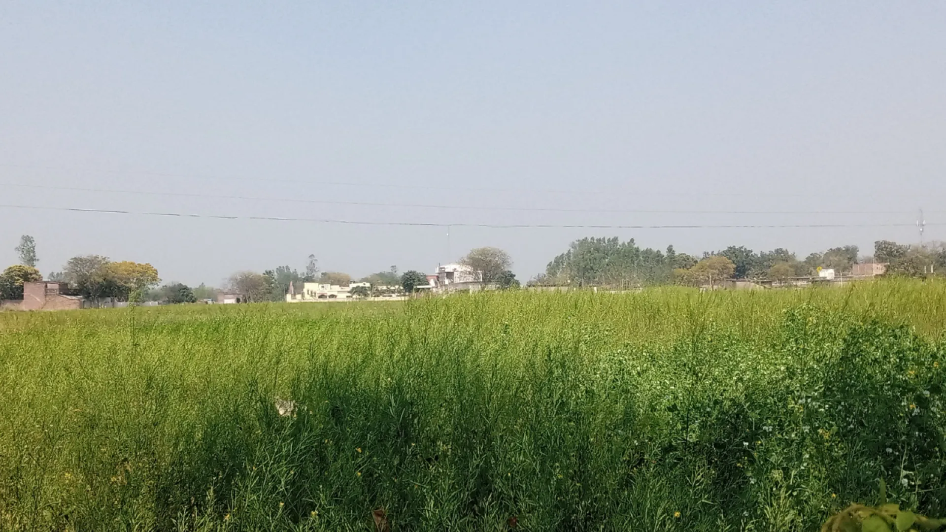 Wide green agricultural field under clear sky with houses and trees in the distant background.