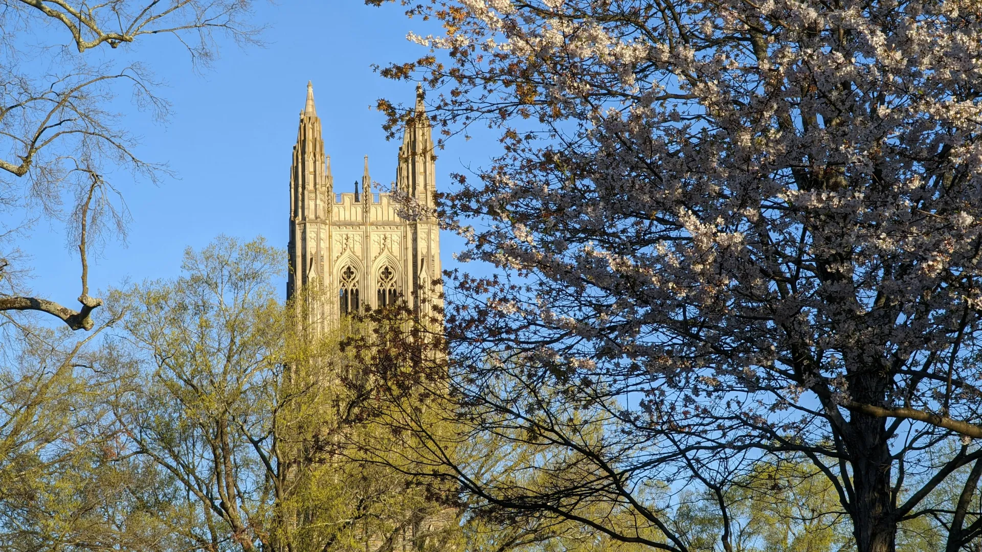 Gothic-style tower framed by trees with spring blossoms under a clear blue sky.