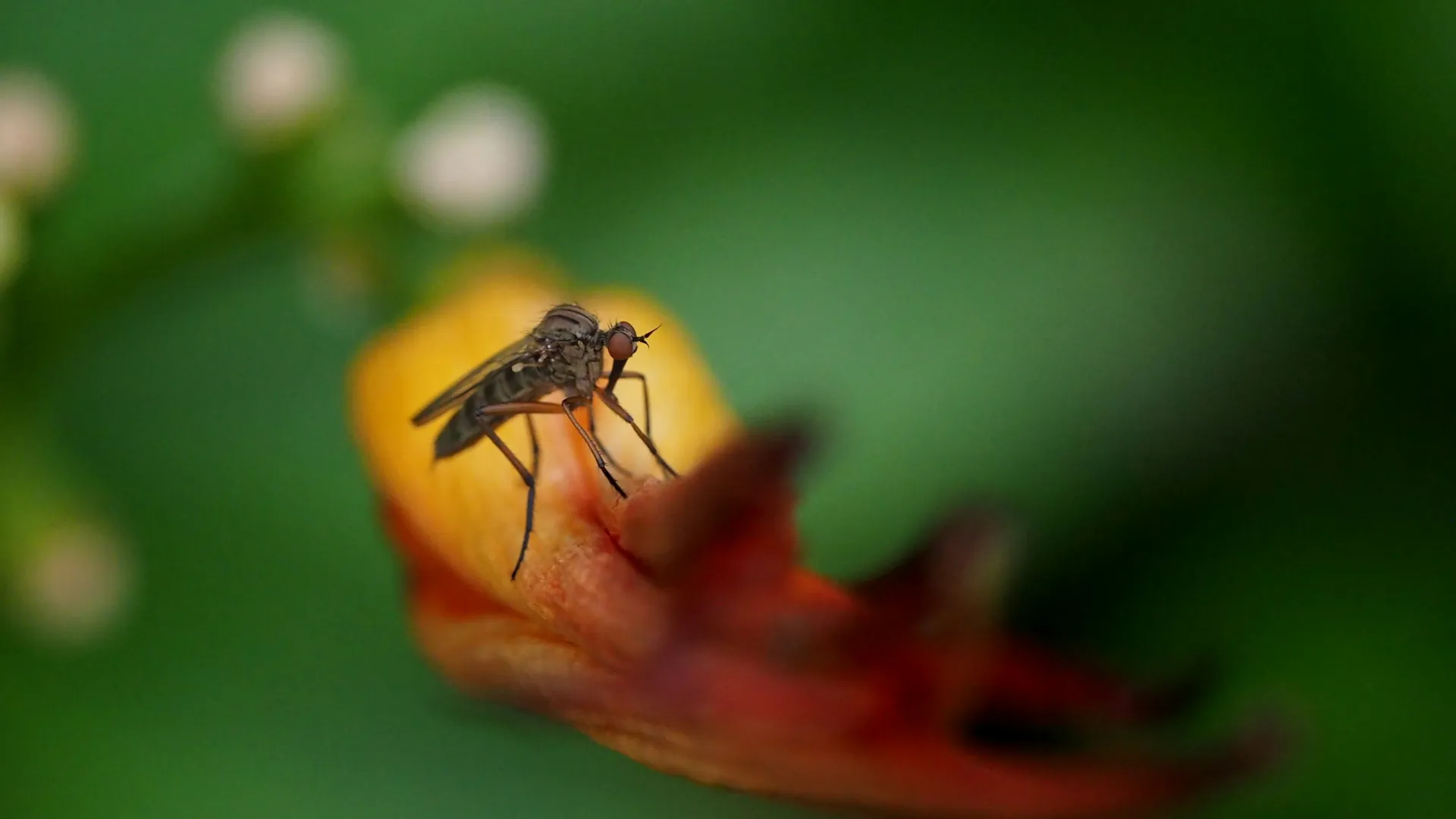 Close-up of a small insect perched on the curved tip of an orange flower with a green blurred background