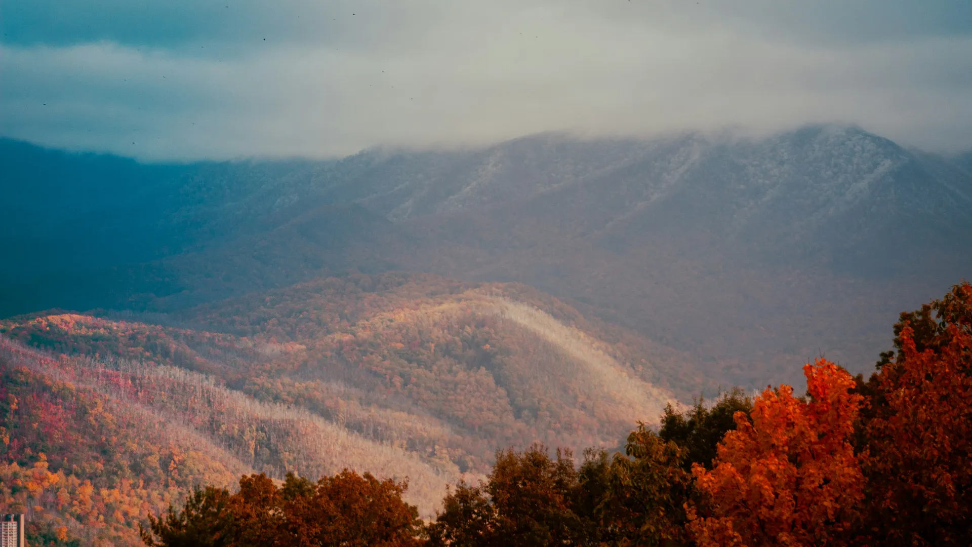 Pest Control, Residential and Commercial Pest Control in Wingate, Wingate Pest Services, Wingate Certified Pest Control Technicians, Wingate Exterminator, Wingate Pest Inspections