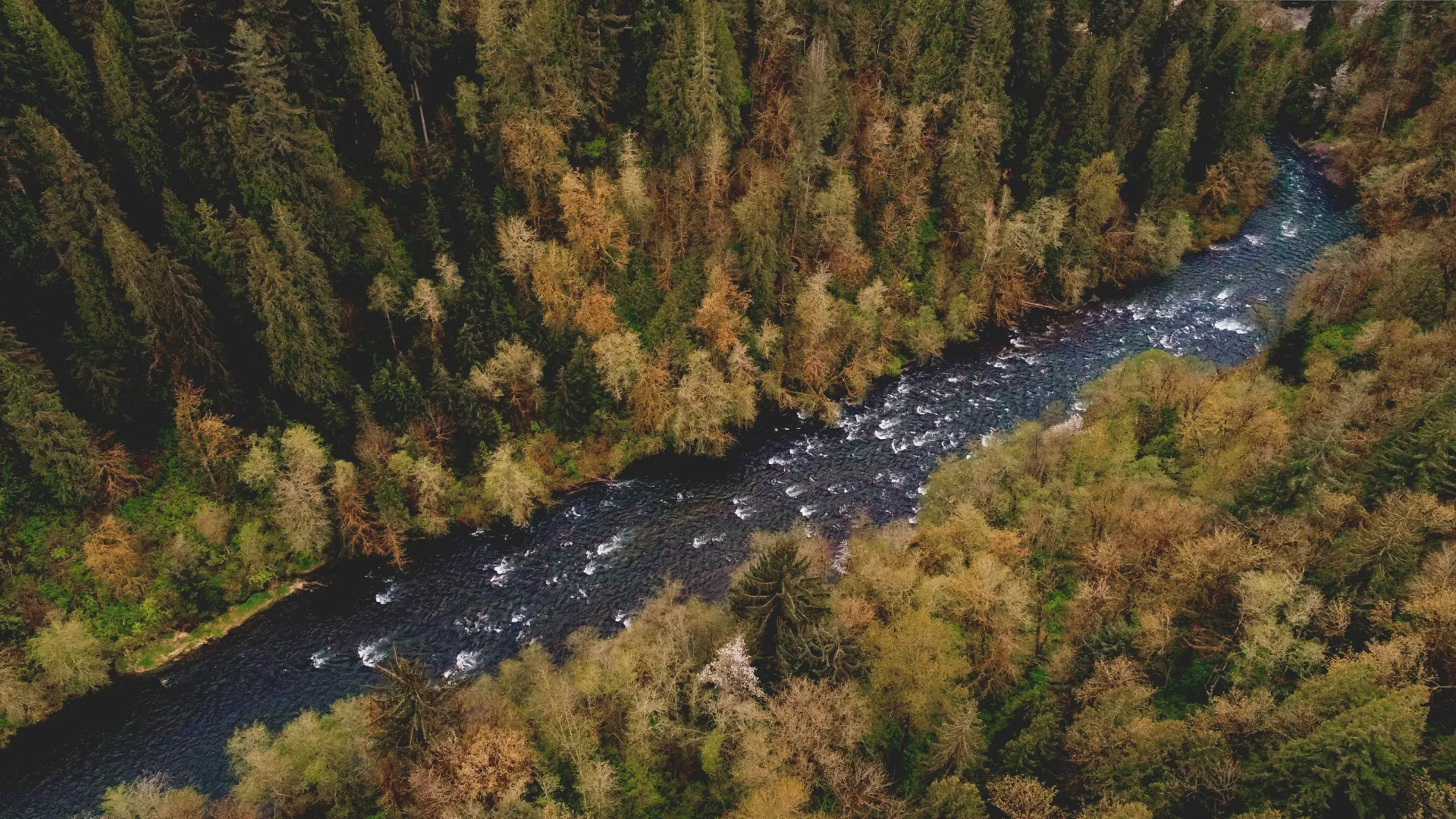 A winding river flowing through a dense mixed forest with green and autumn-colored trees from an aerial view.