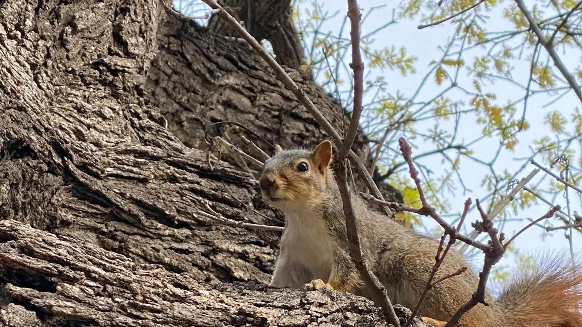 a squirrel in a tree