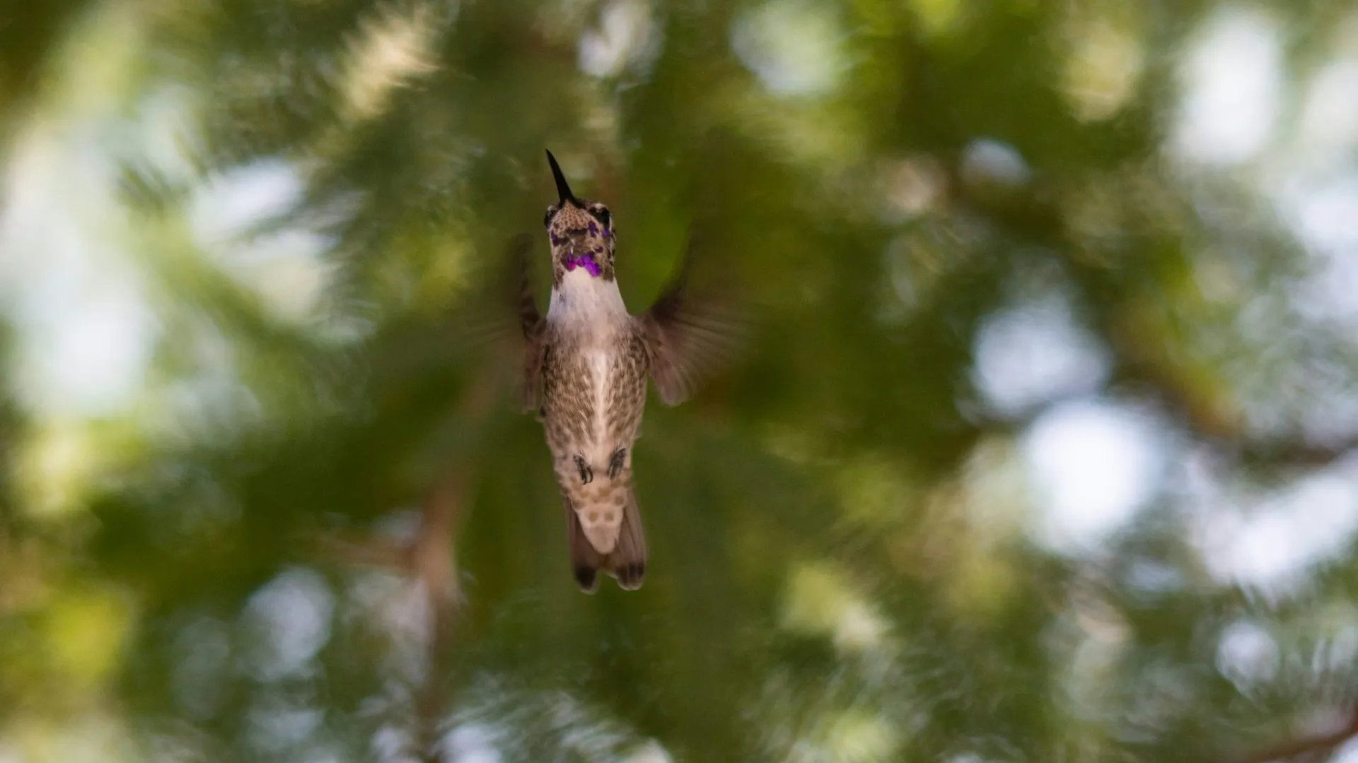 Close-up of a hummingbird hovering in mid-air with blurred green tree background