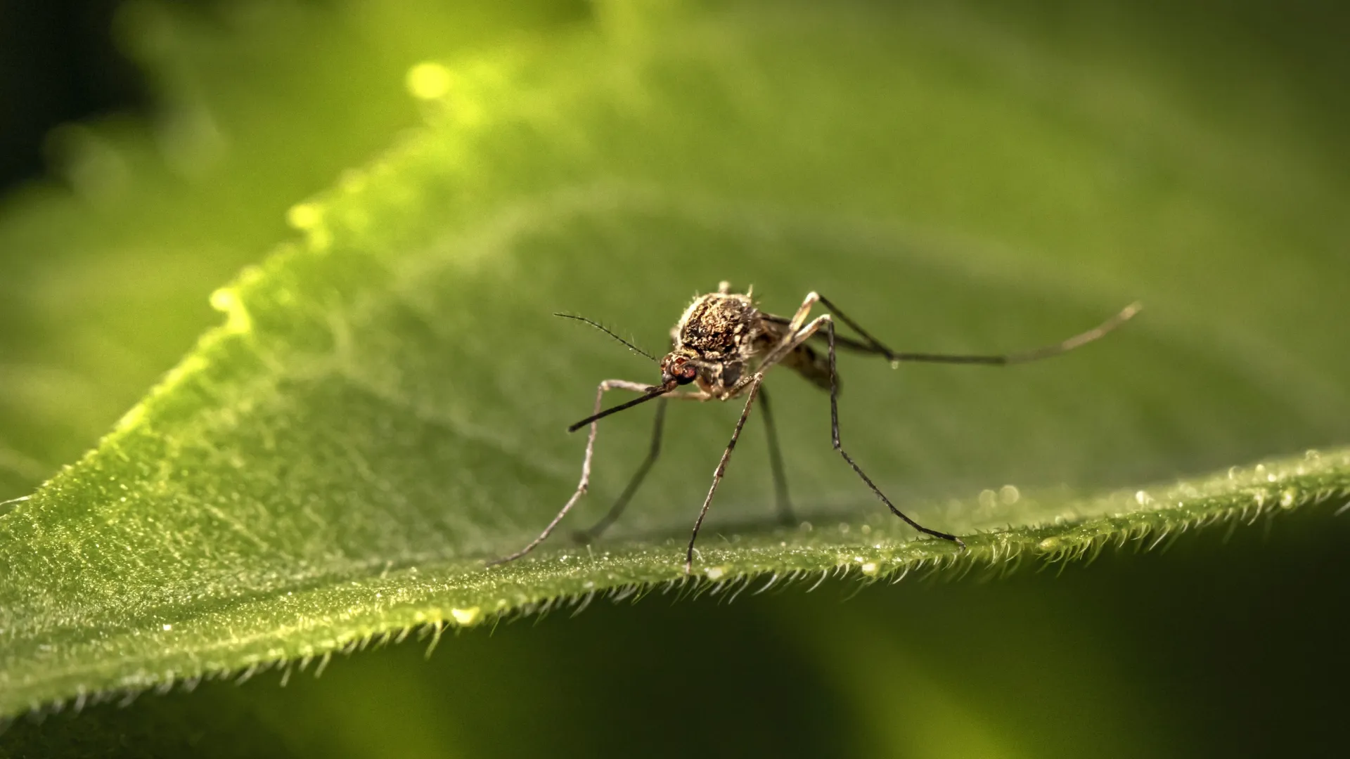 Close-up of a mosquito resting on a green leaf with detailed body and legs visible in natural light