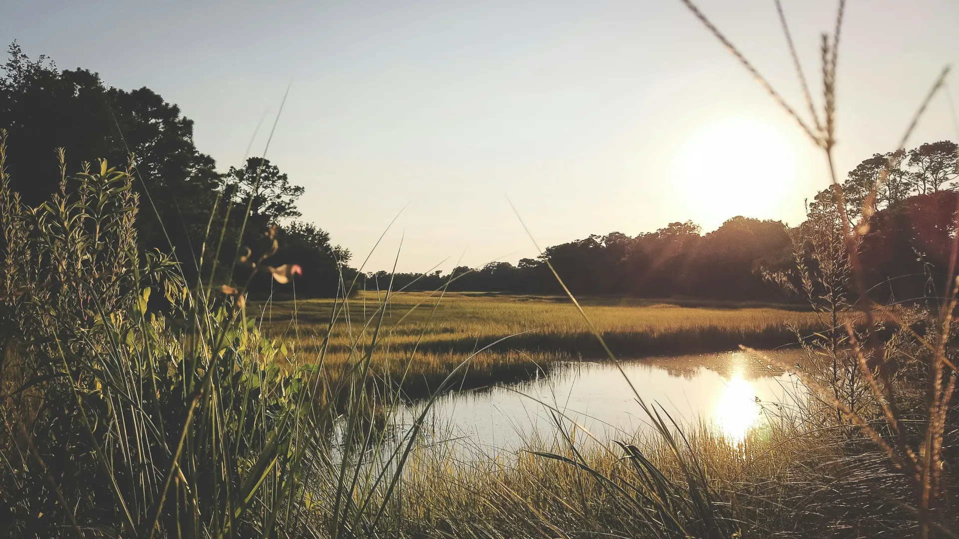 Sunset over a peaceful marshland with tall grass and reflective water surrounded by trees.