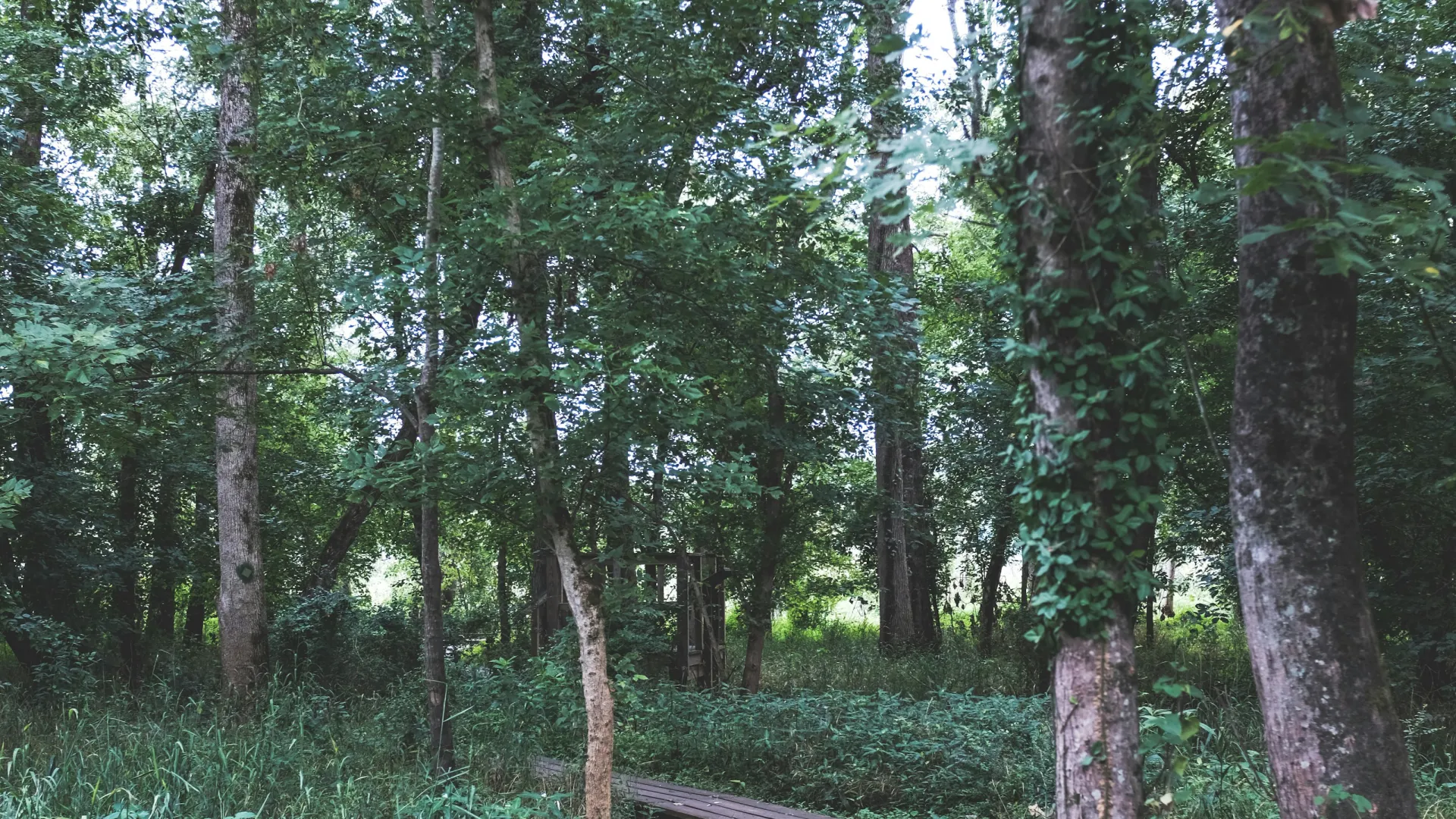 Curved wooden path winding through dense green forest with tall trees and lush undergrowth on a cloudy day