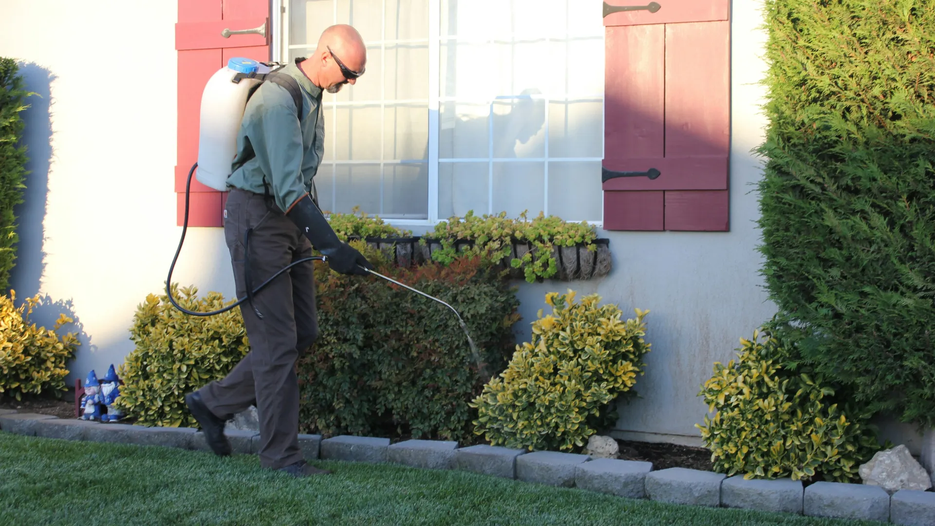 Pest control worker spraying plants near house window with red shutters during daytime.