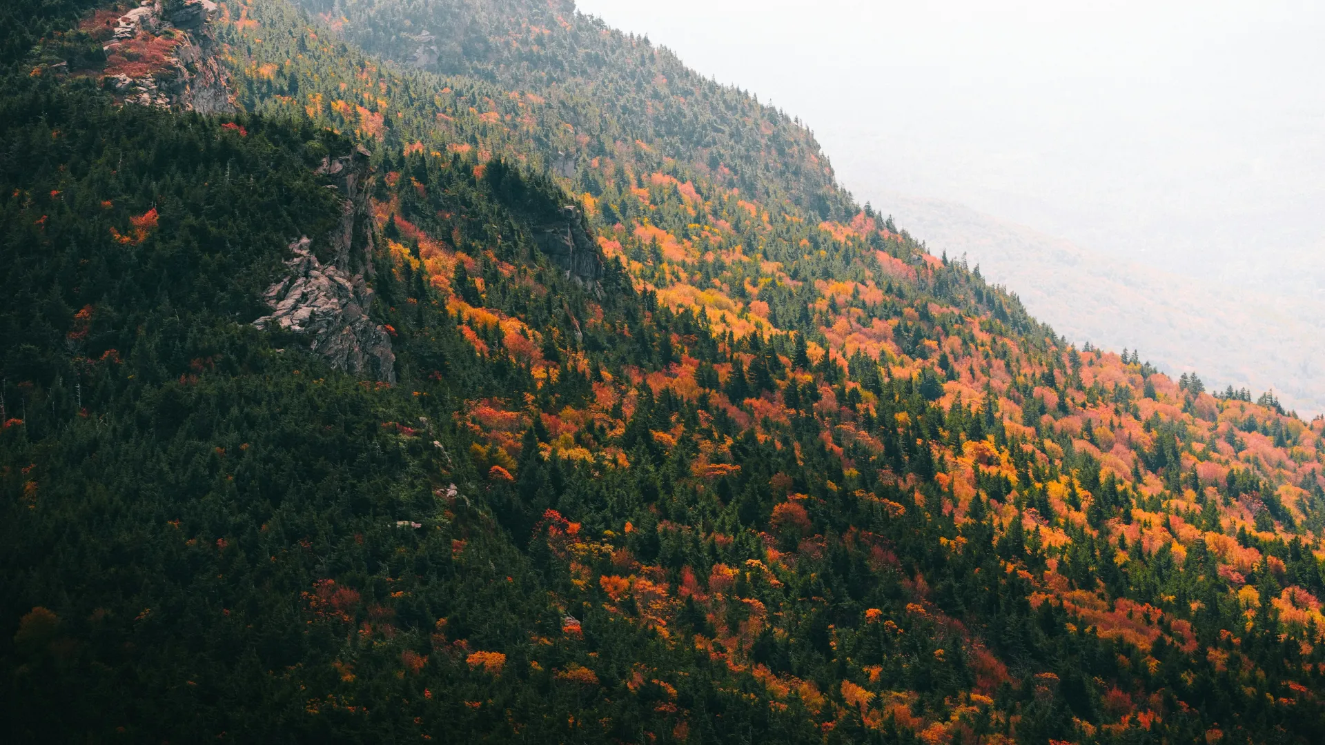 Pest Control, Residential and Commercial Pest Control in Turnersburg, Turnersburg Pest Services, Turnersburg Certified Pest Control Technicians, Turnersburg Exterminator, Turnersburg Pest Inspections