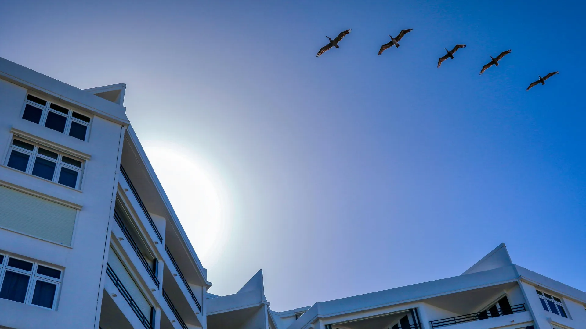 White modern buildings under a clear blue sky with the sun shining and a flock of birds flying in formation.