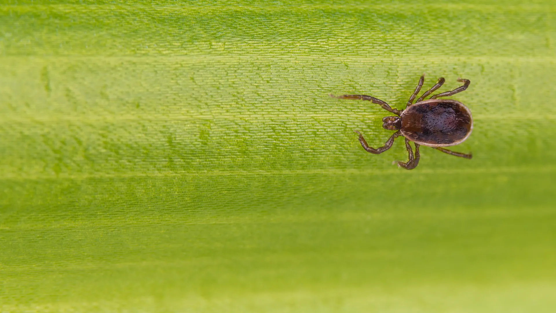 a black and brown spider on a green leaf