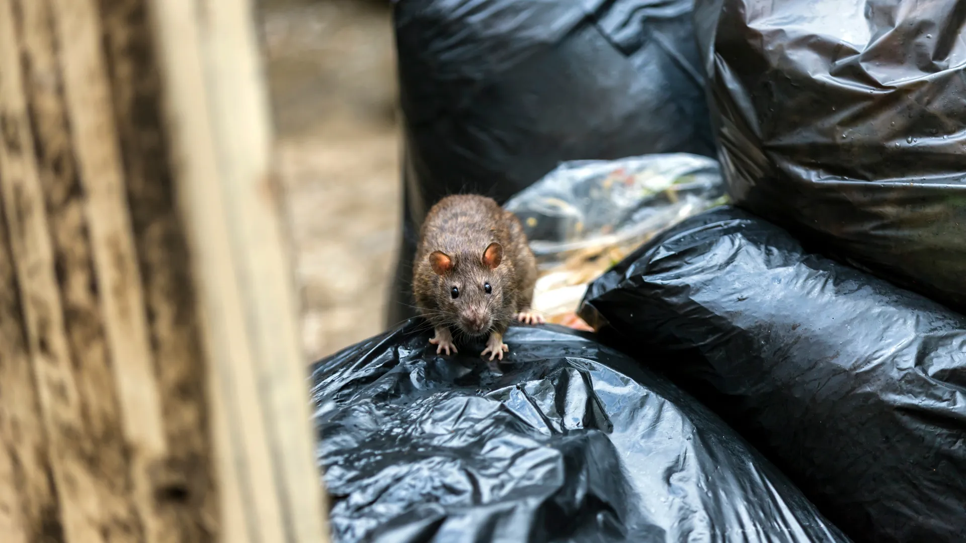 a small animal on a piece of plastic