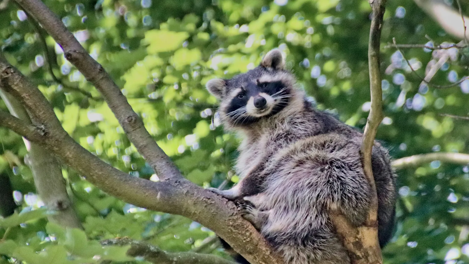 raccoon in a tree