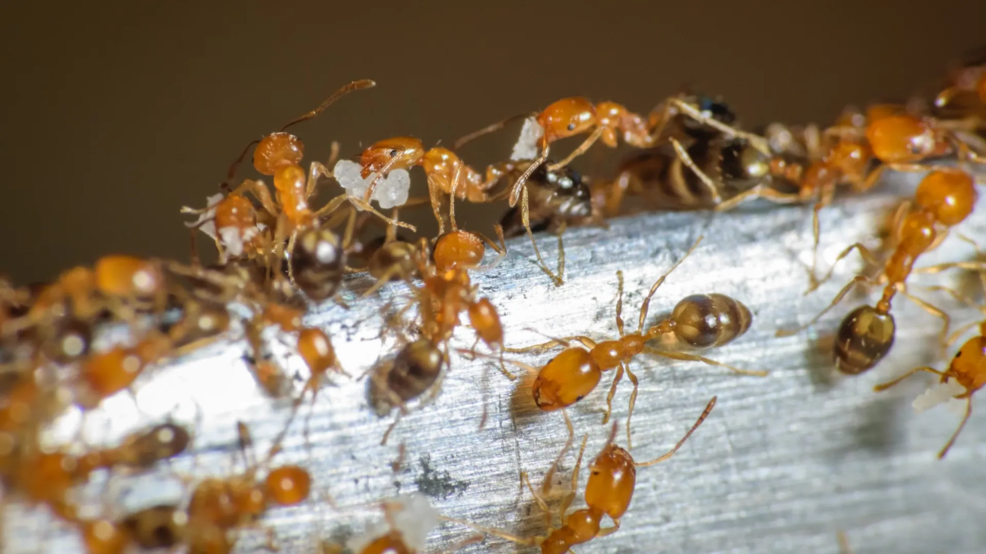 a group of ants on a wood surface