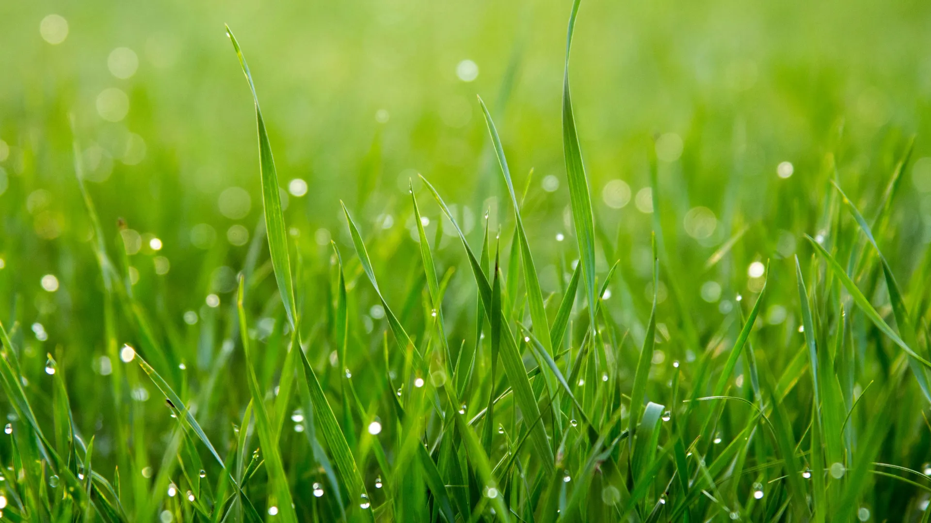 close up of grass