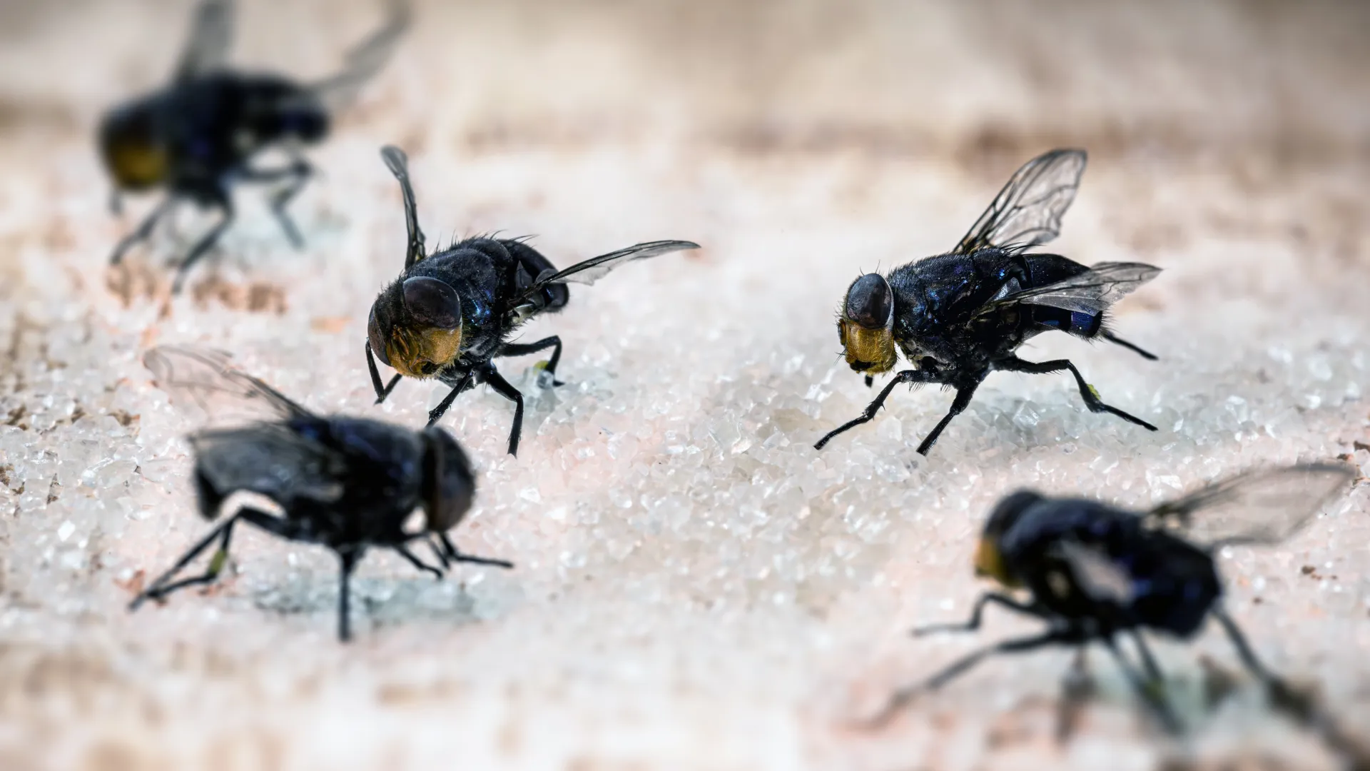 a group of ants on a dirt surface