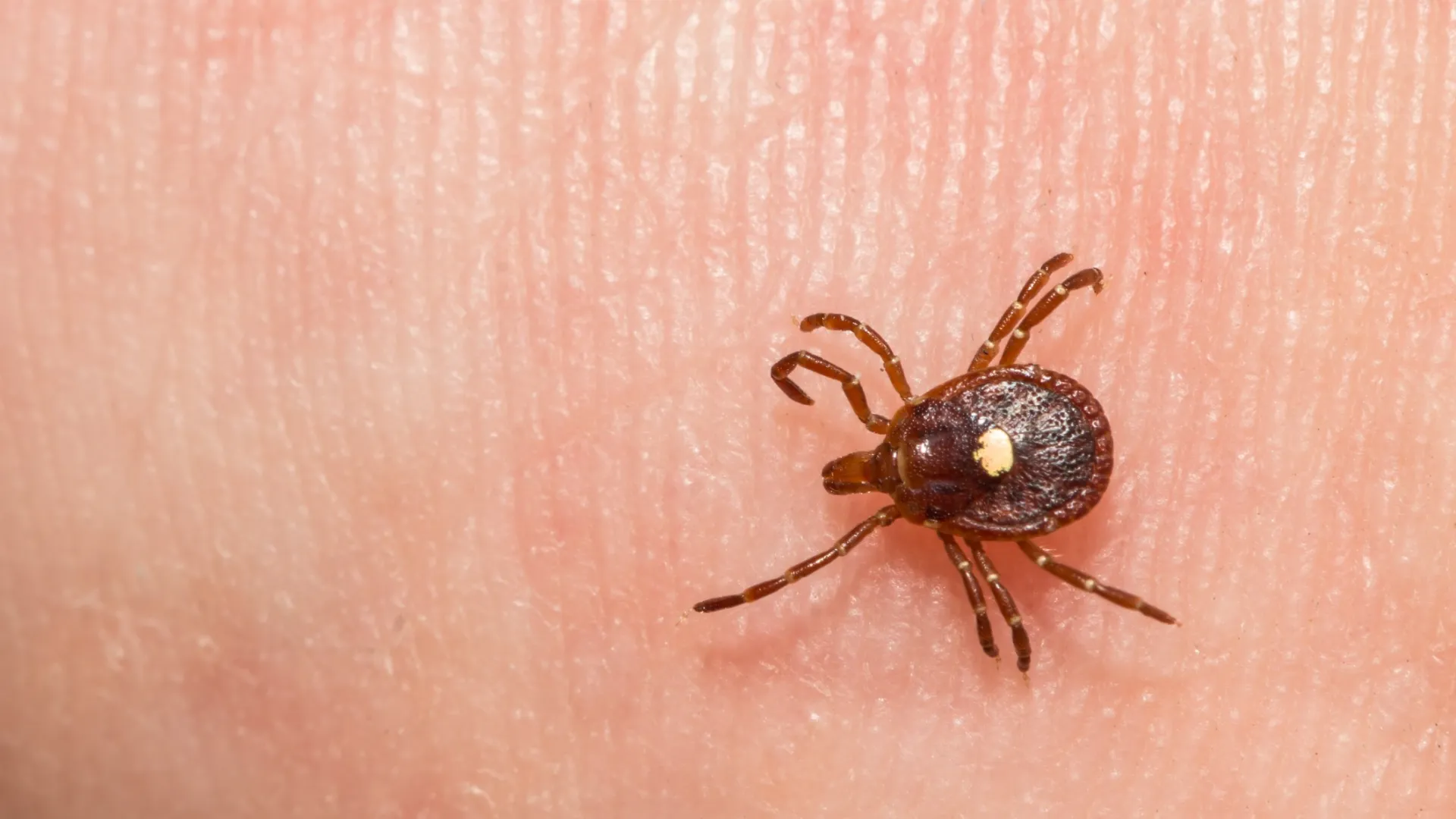 a close up of a spider