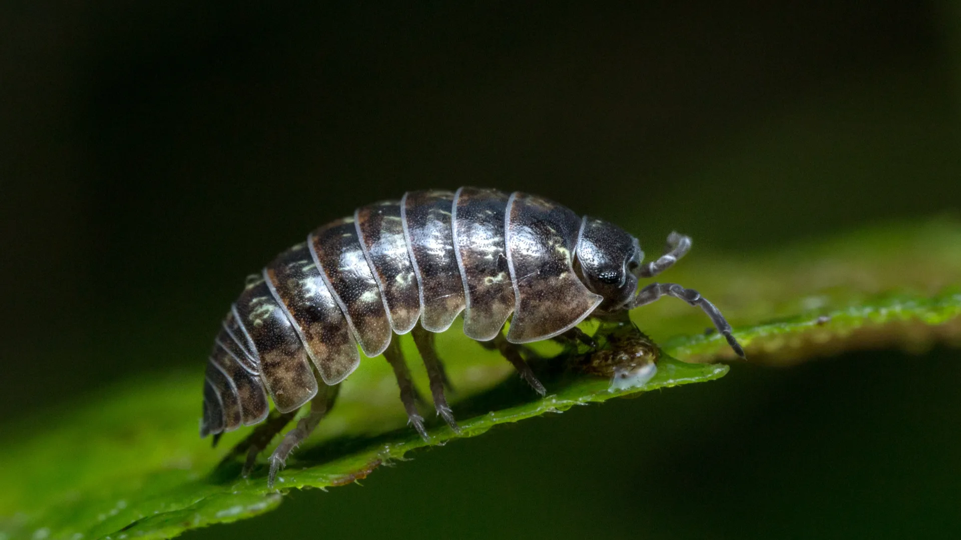 a black and brown beetle on a green leaf