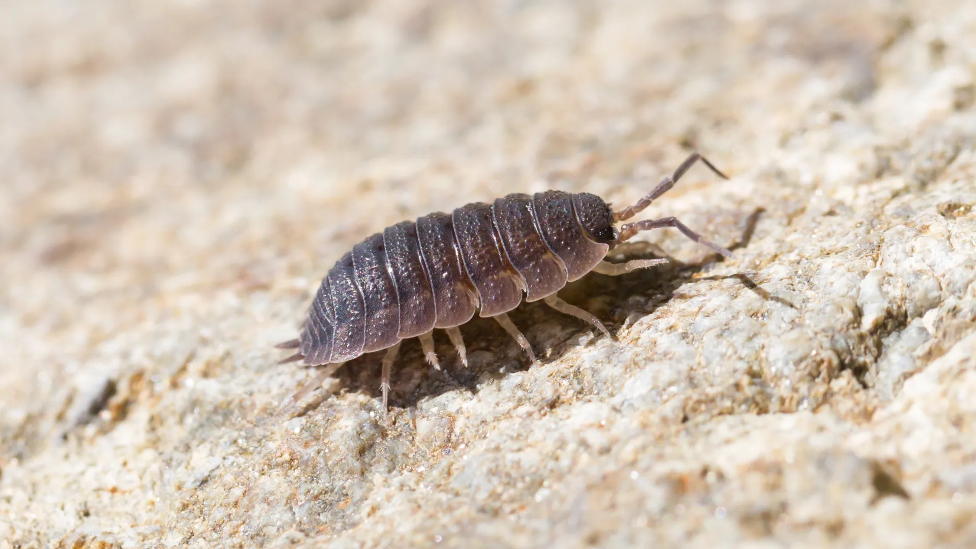 a black bug on a rock