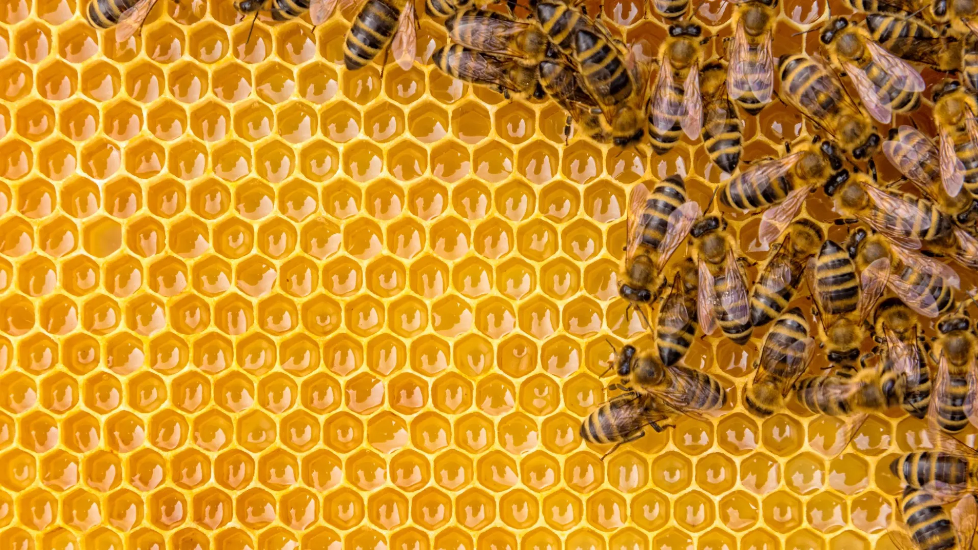 a group of bees