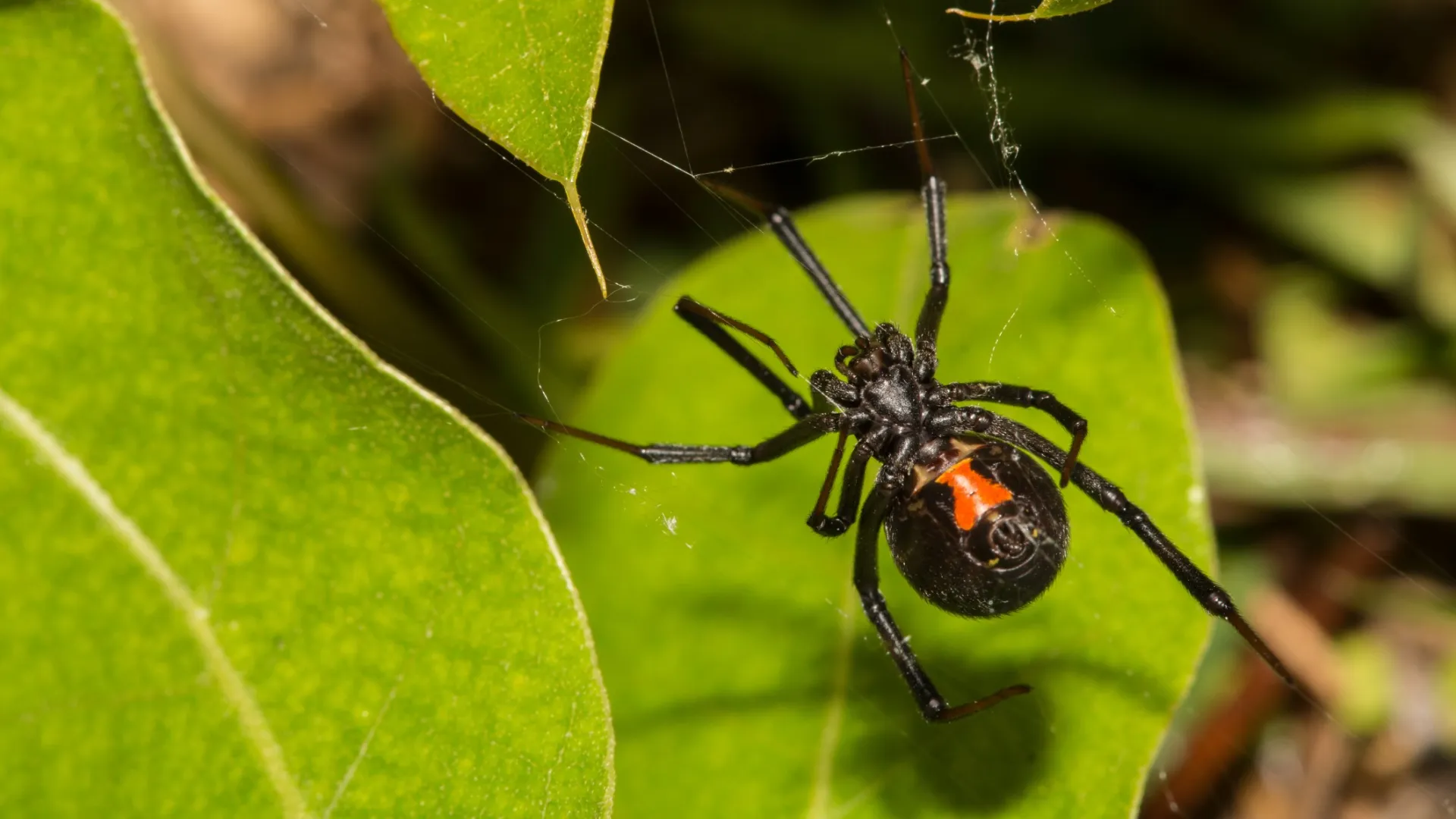 a black and orange spider on a leaf