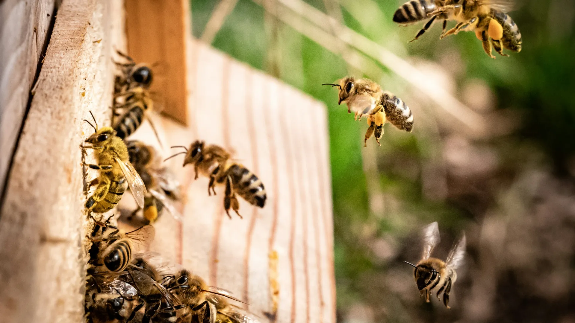 a group of bees on a wood surface