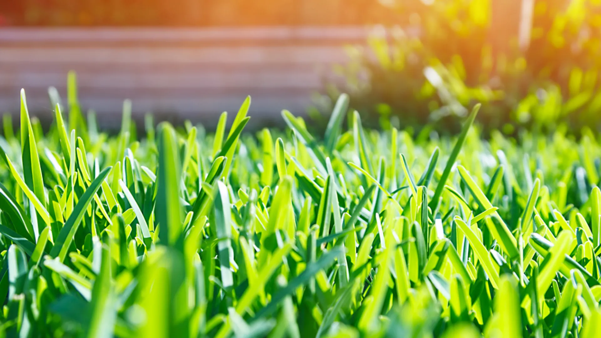 a close up of some grass