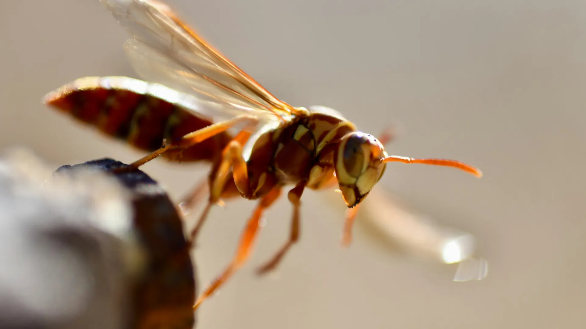 a close up of a fly