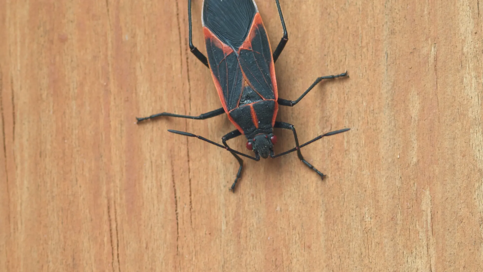 a black and red spider