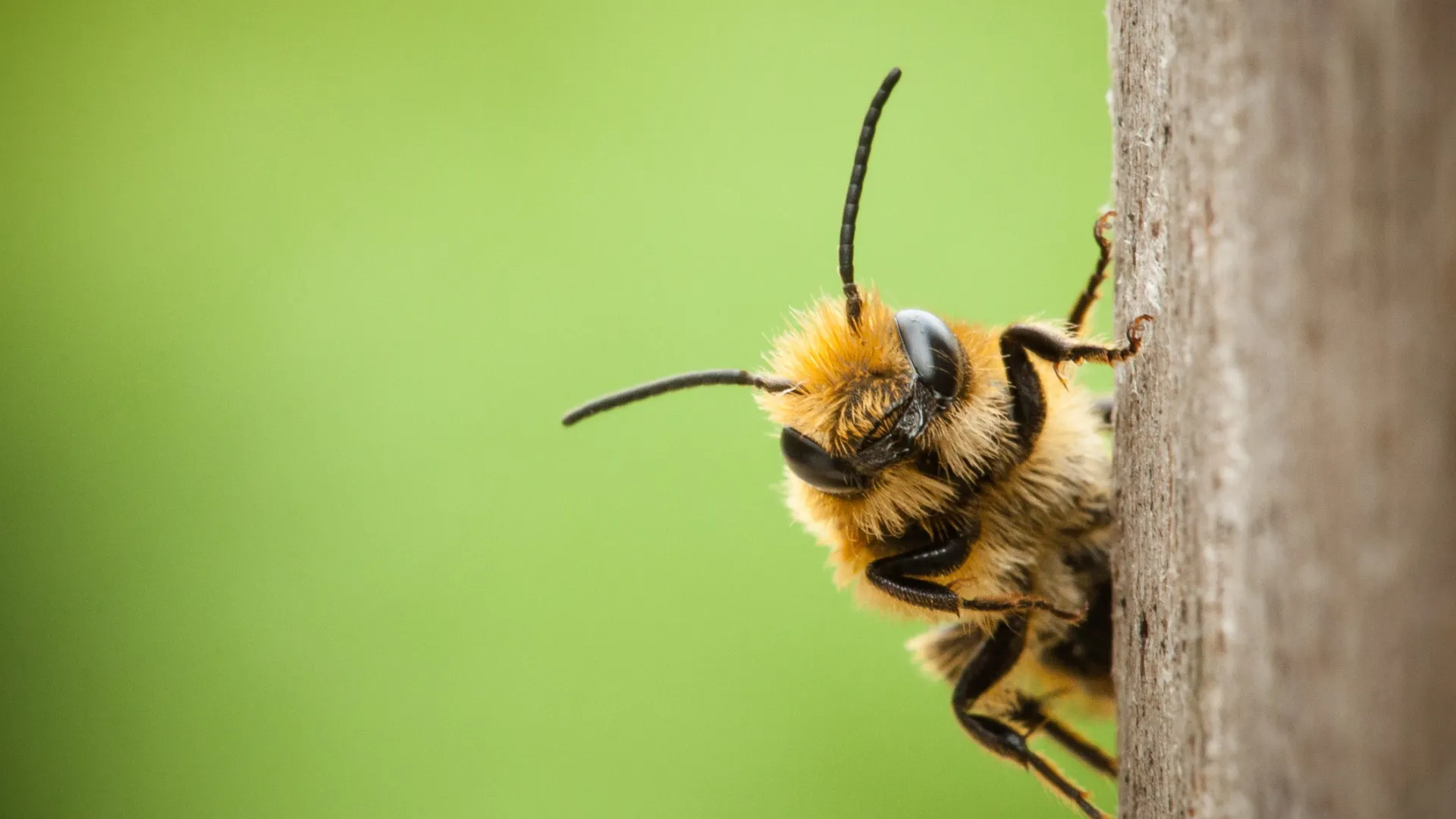 a bee on a wood post