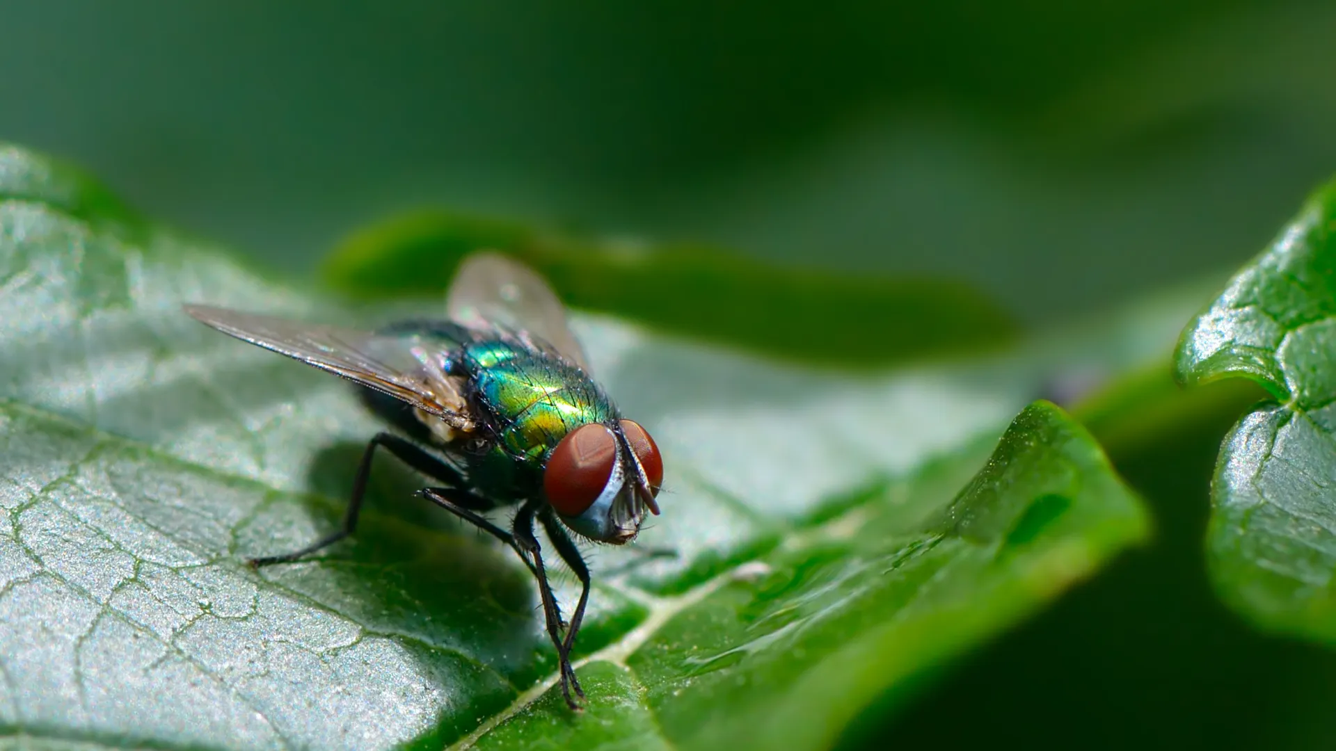 a close up of a fly