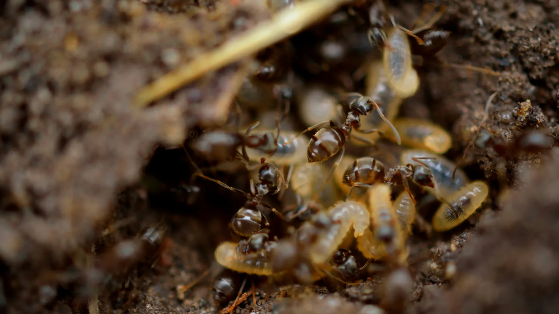 a close up of a group of ants