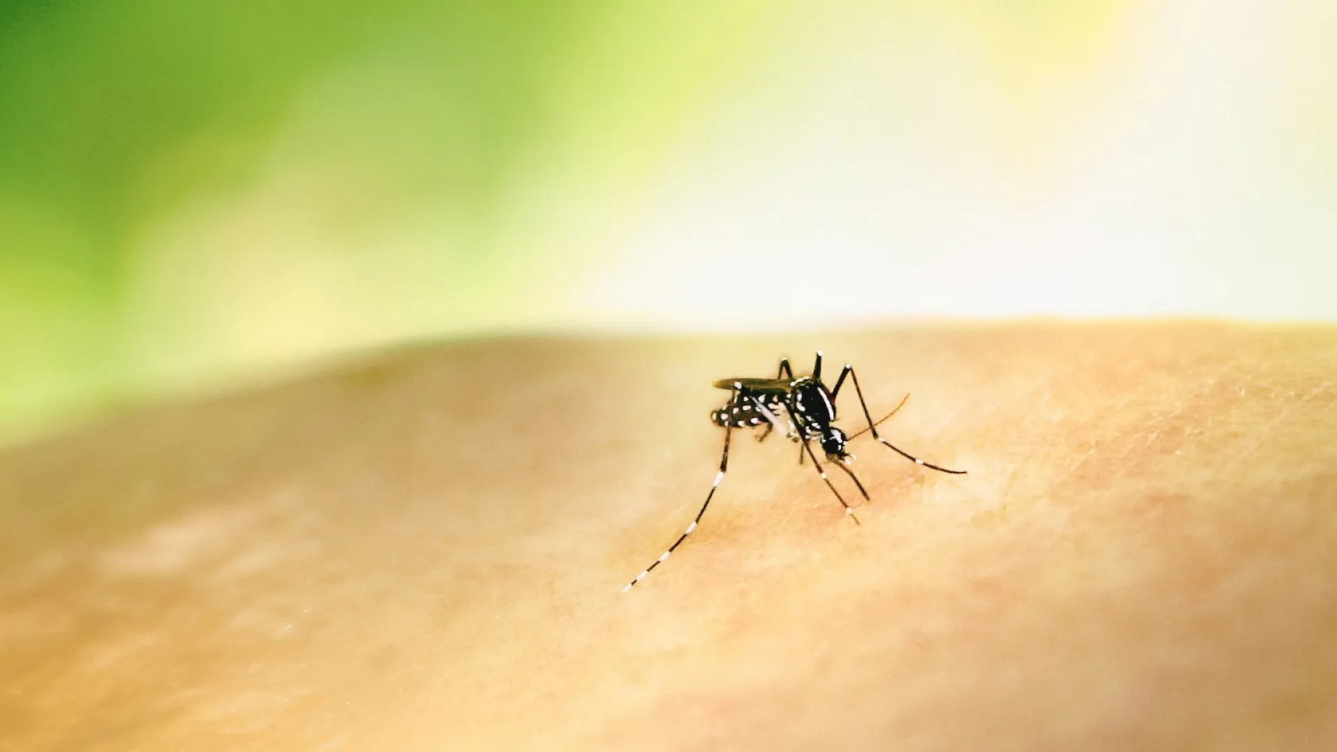 a black and white spider on a person's arm