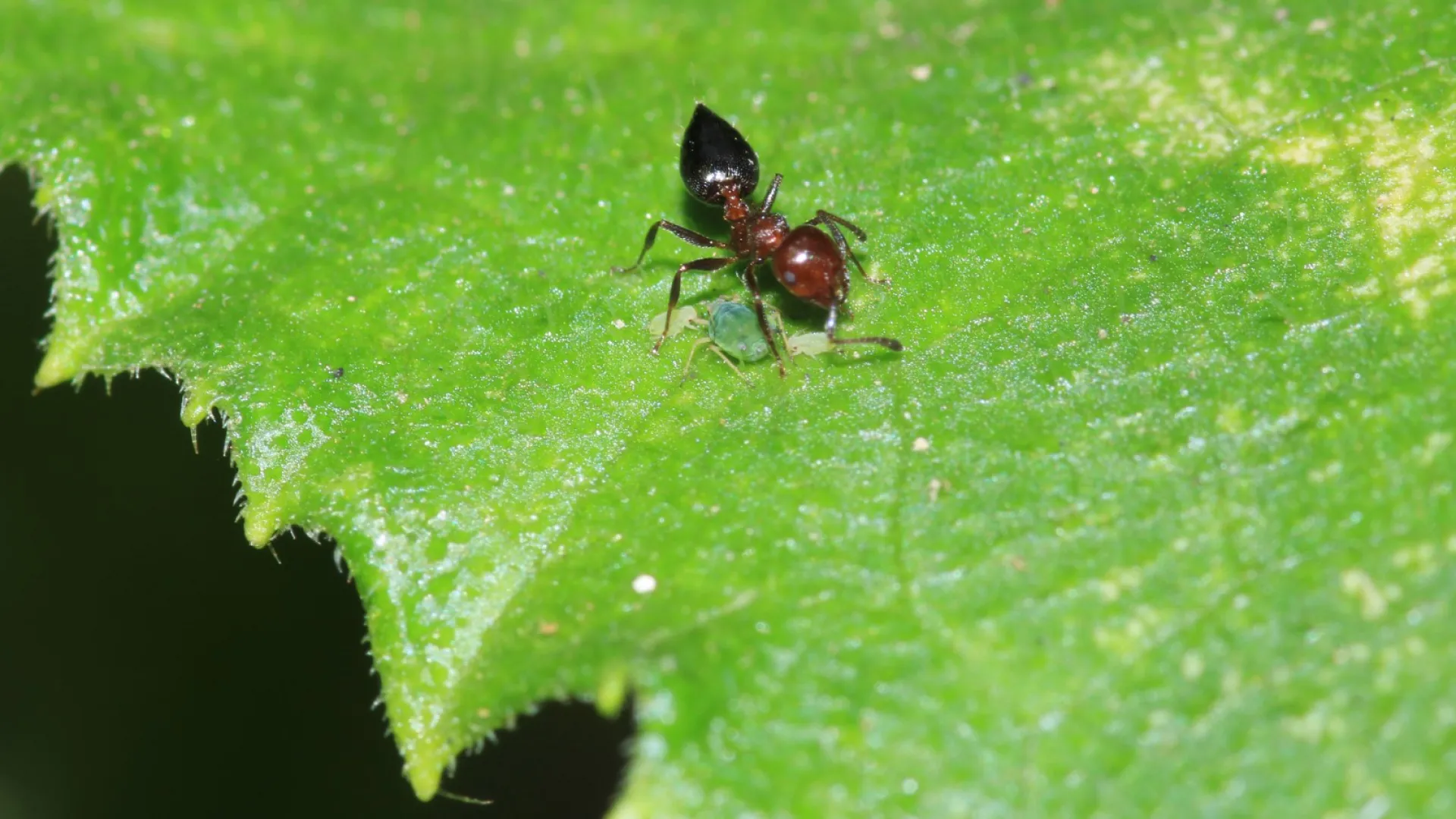 a bug on a leaf