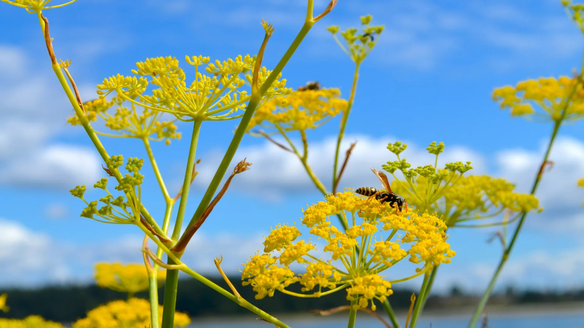 a bee on a yellow flower