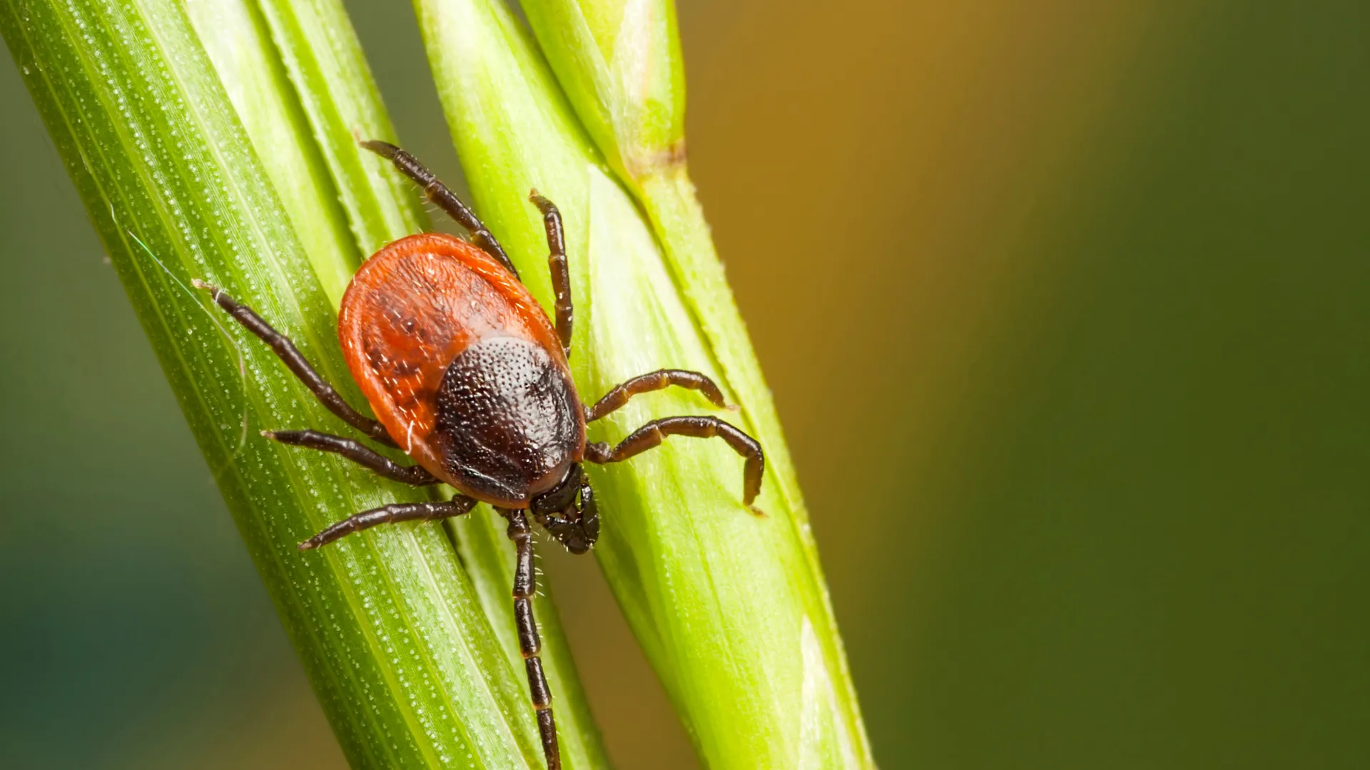 a close up of a bug