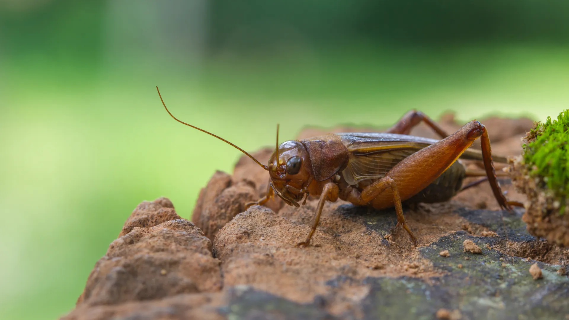 a close up of a bug