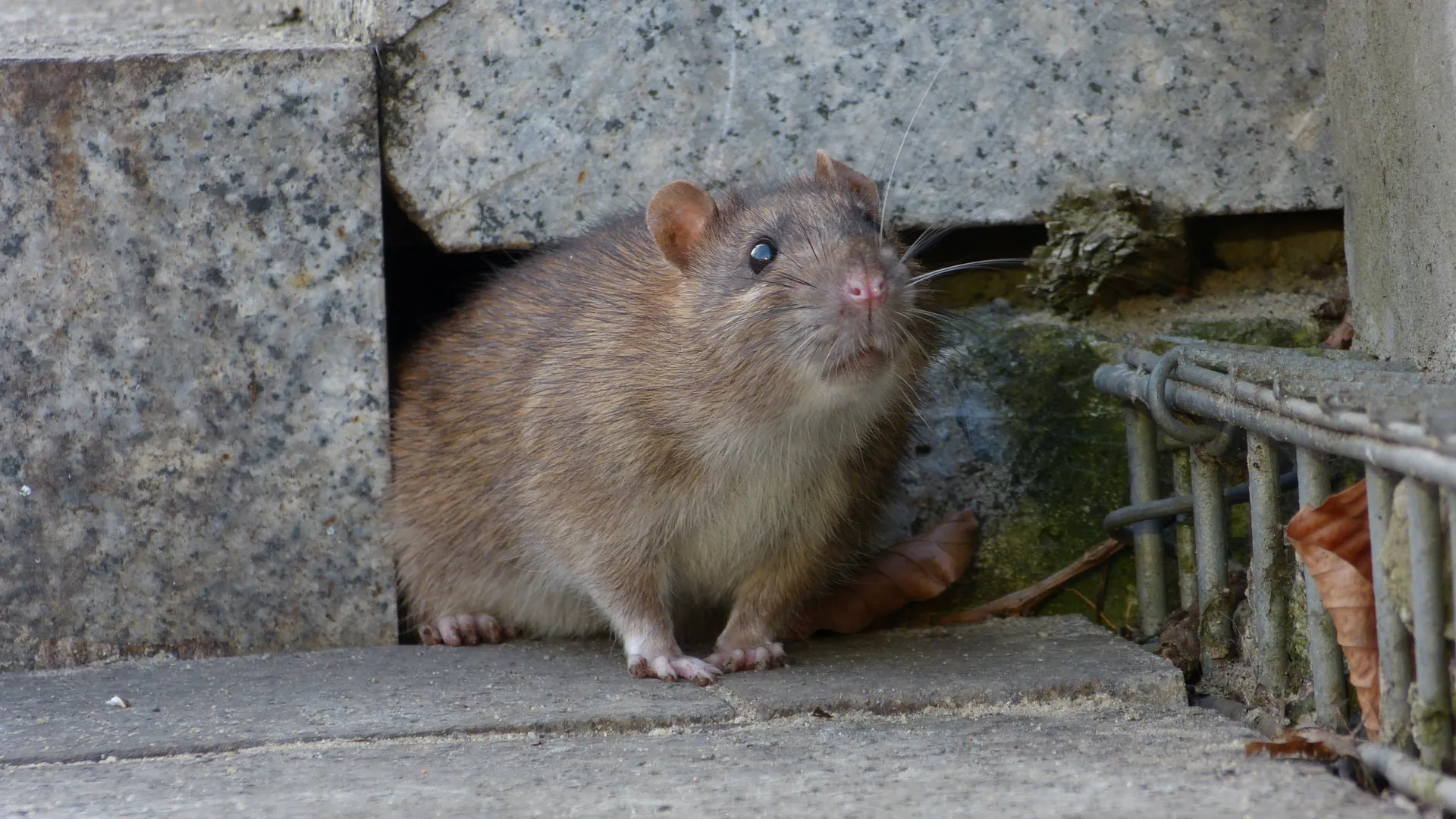 a rodent standing on a ledge