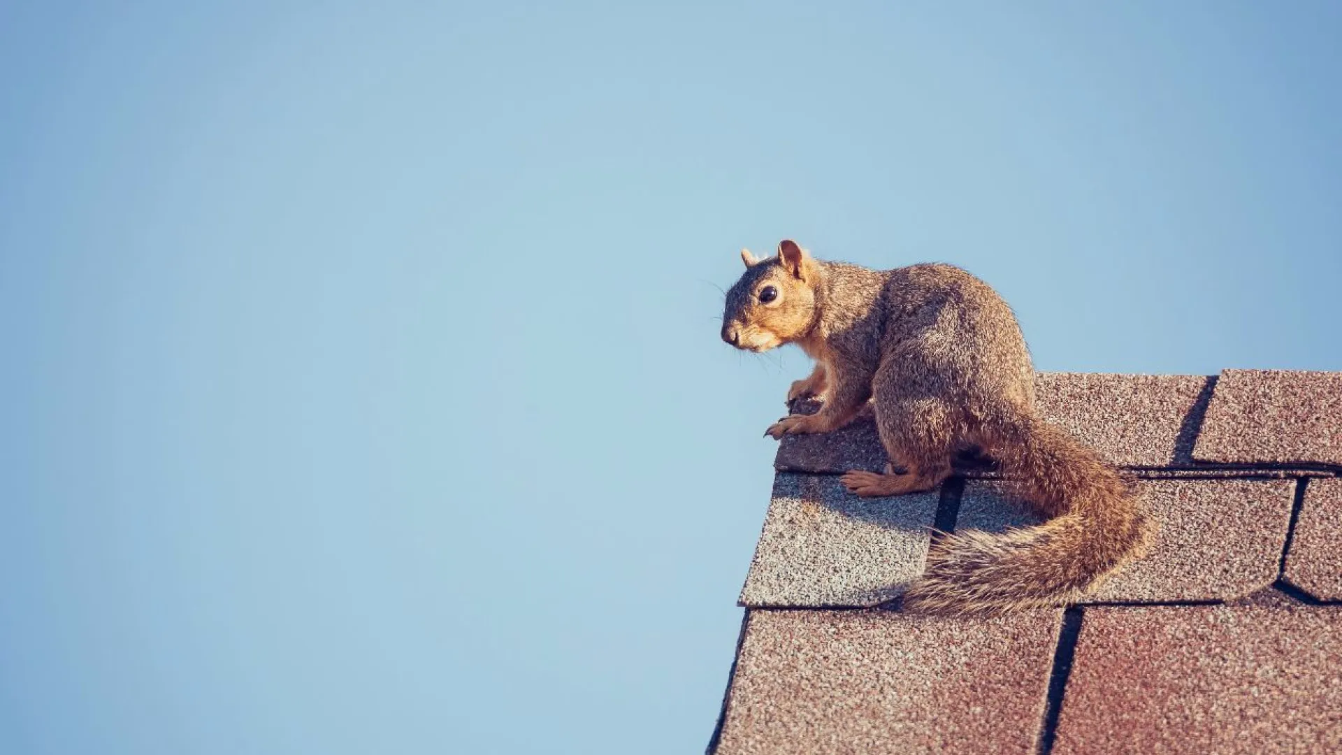 a squirrel sitting on a roof