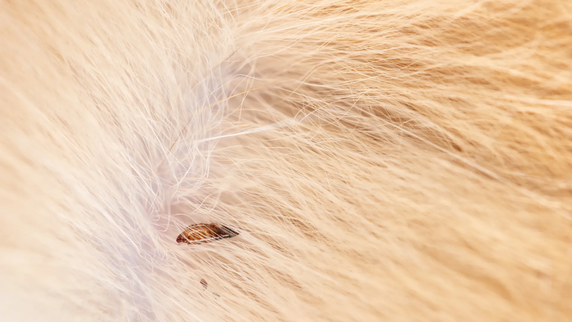 a small insect on a person's hair