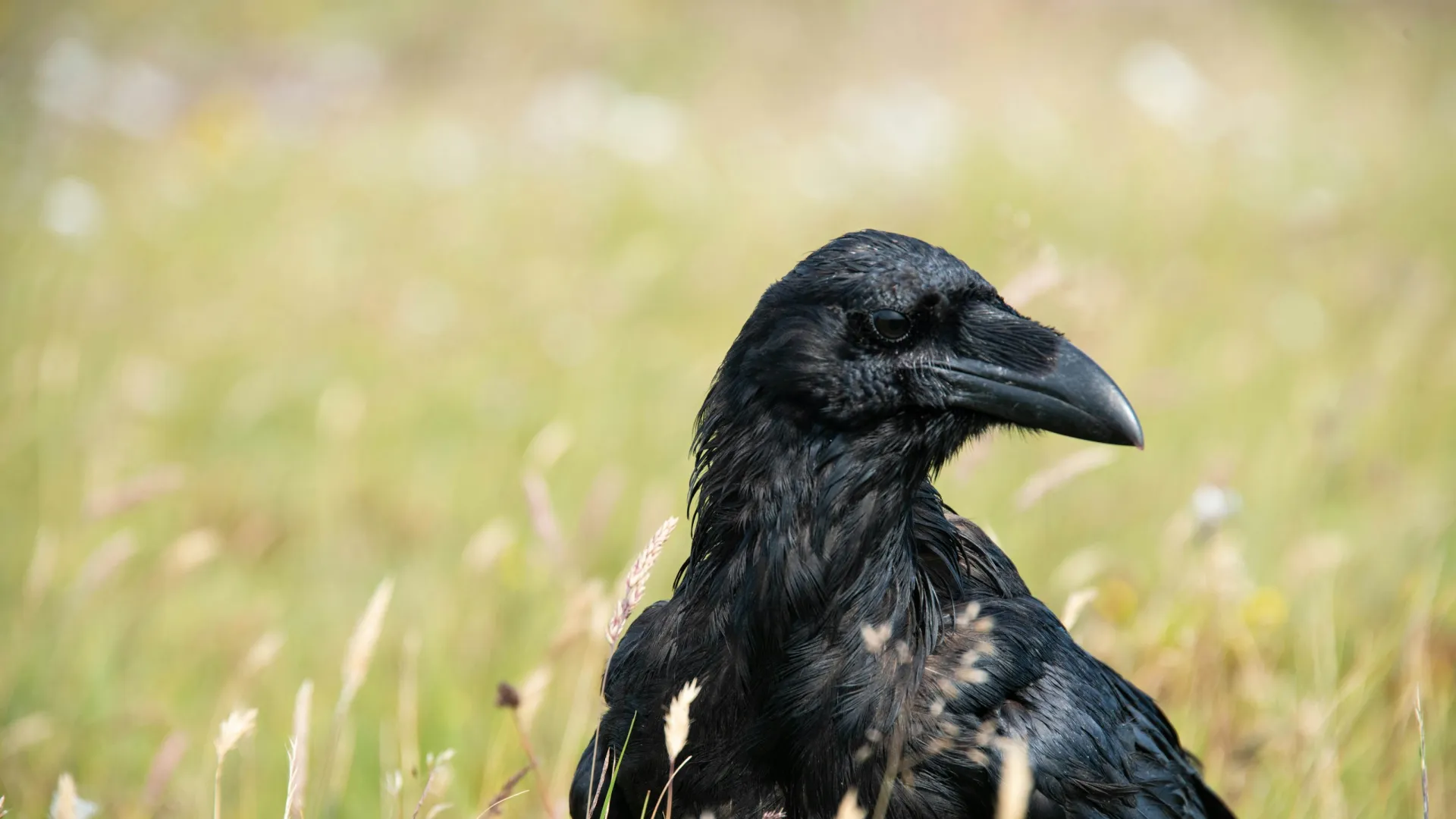 a black bird in a field