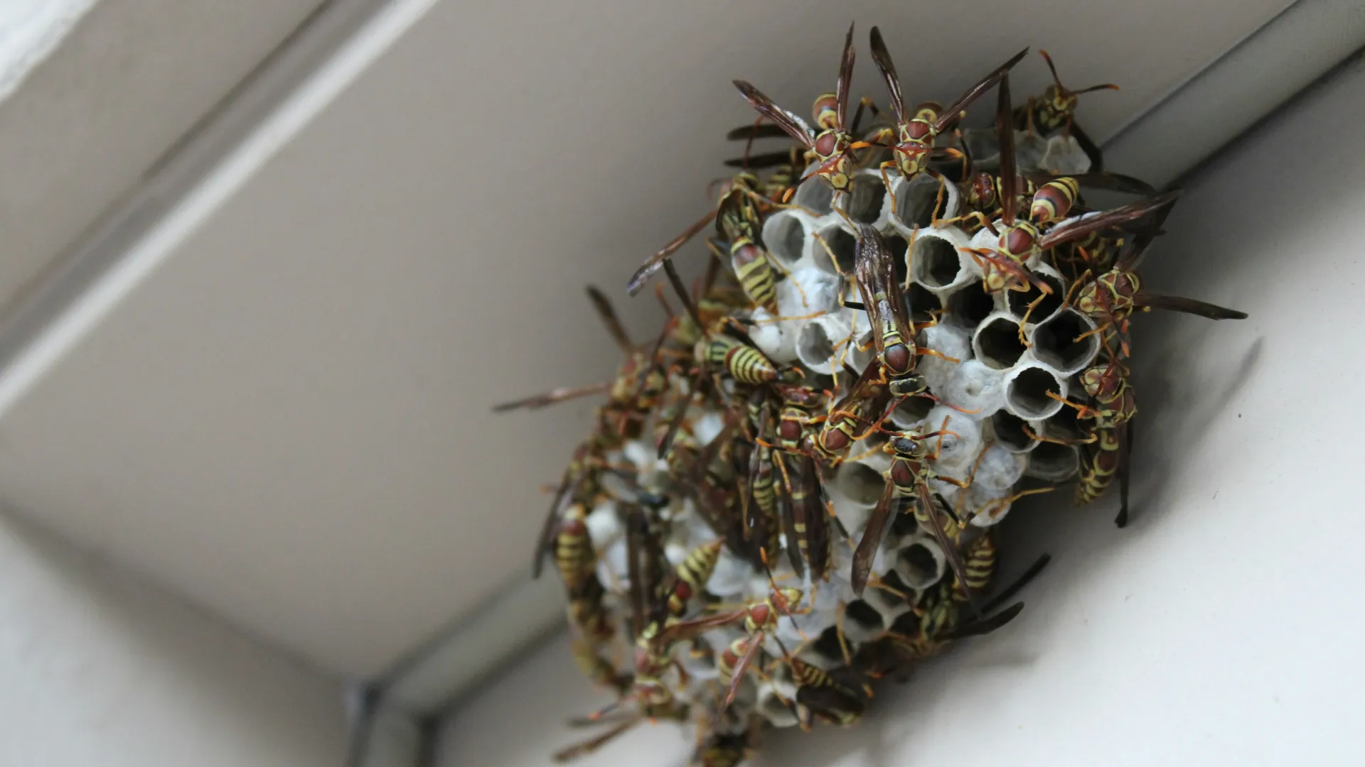 a large insect on a white surface