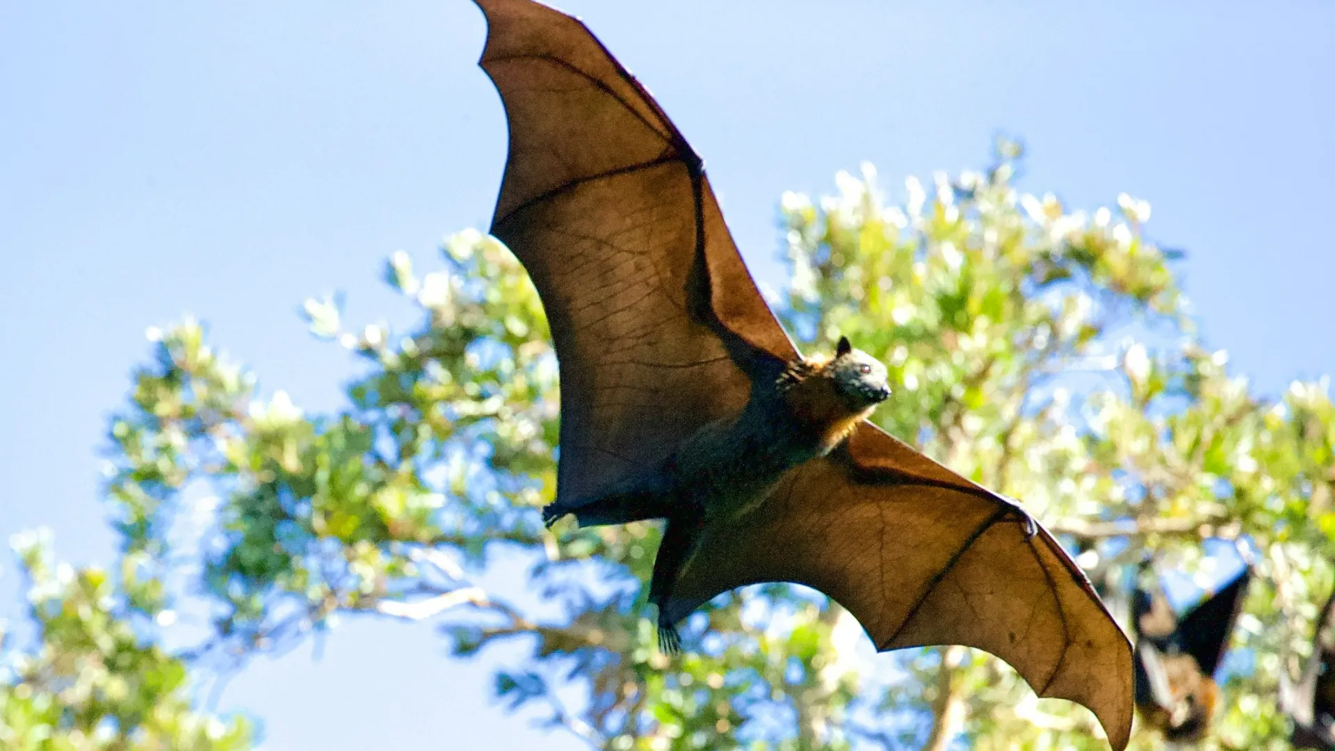 a bat flying in the air