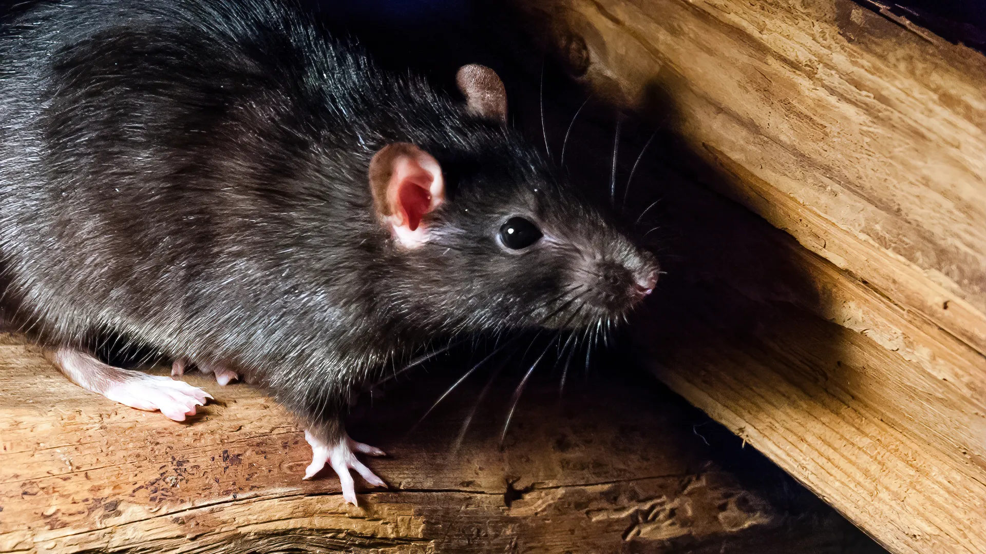 a rat on a wood surface