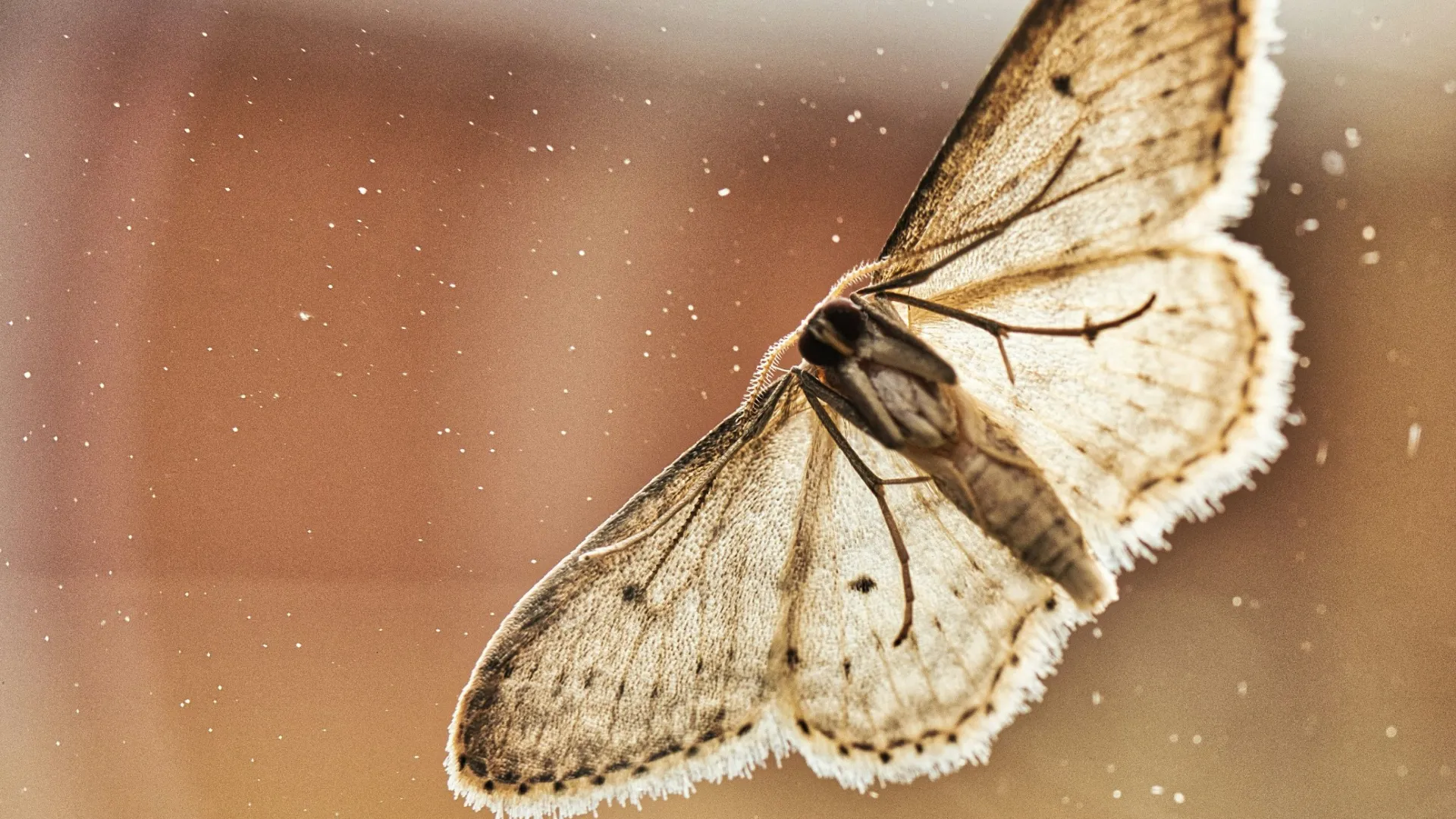 a moth on a person's skin