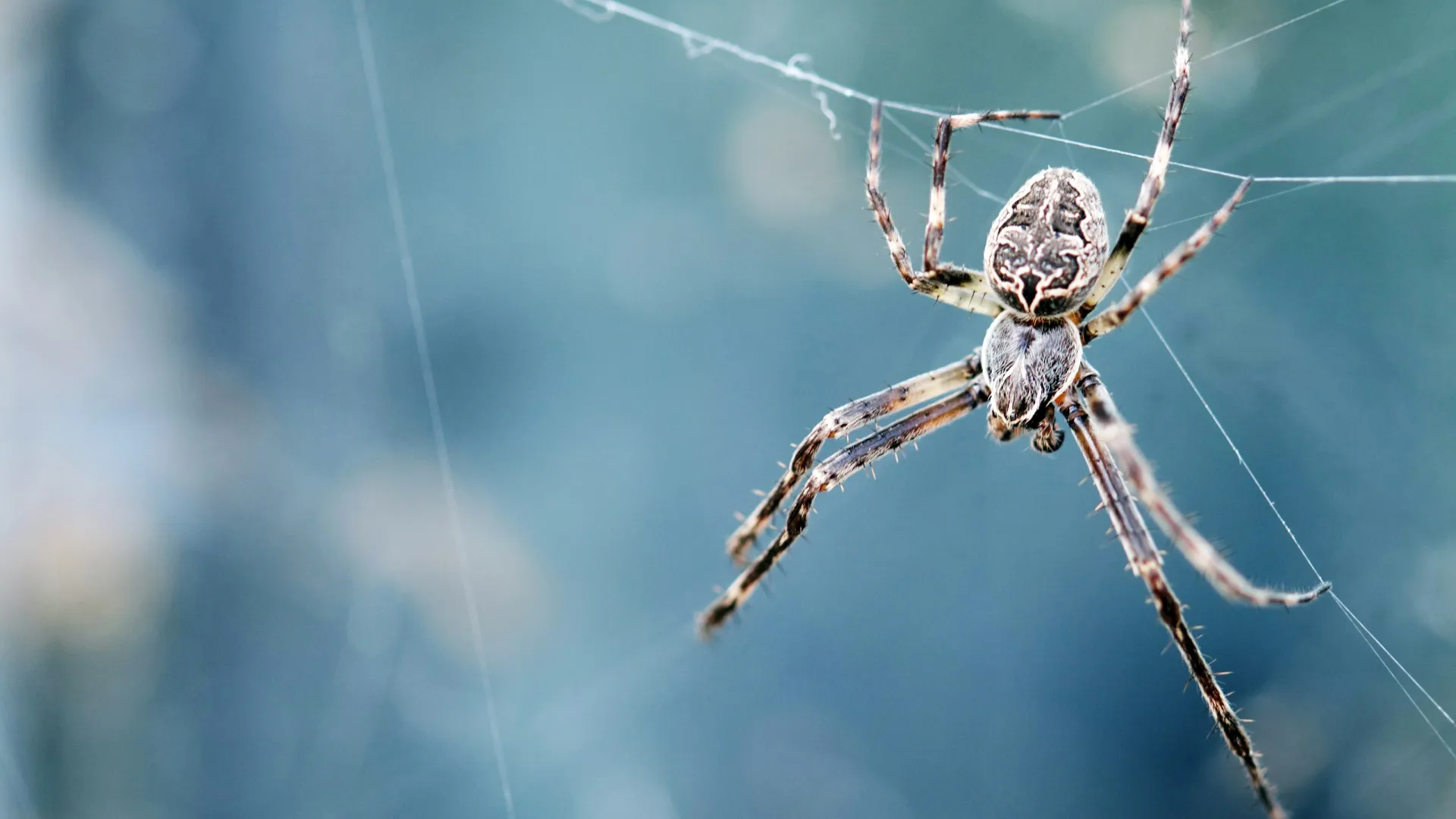 a spider on a web