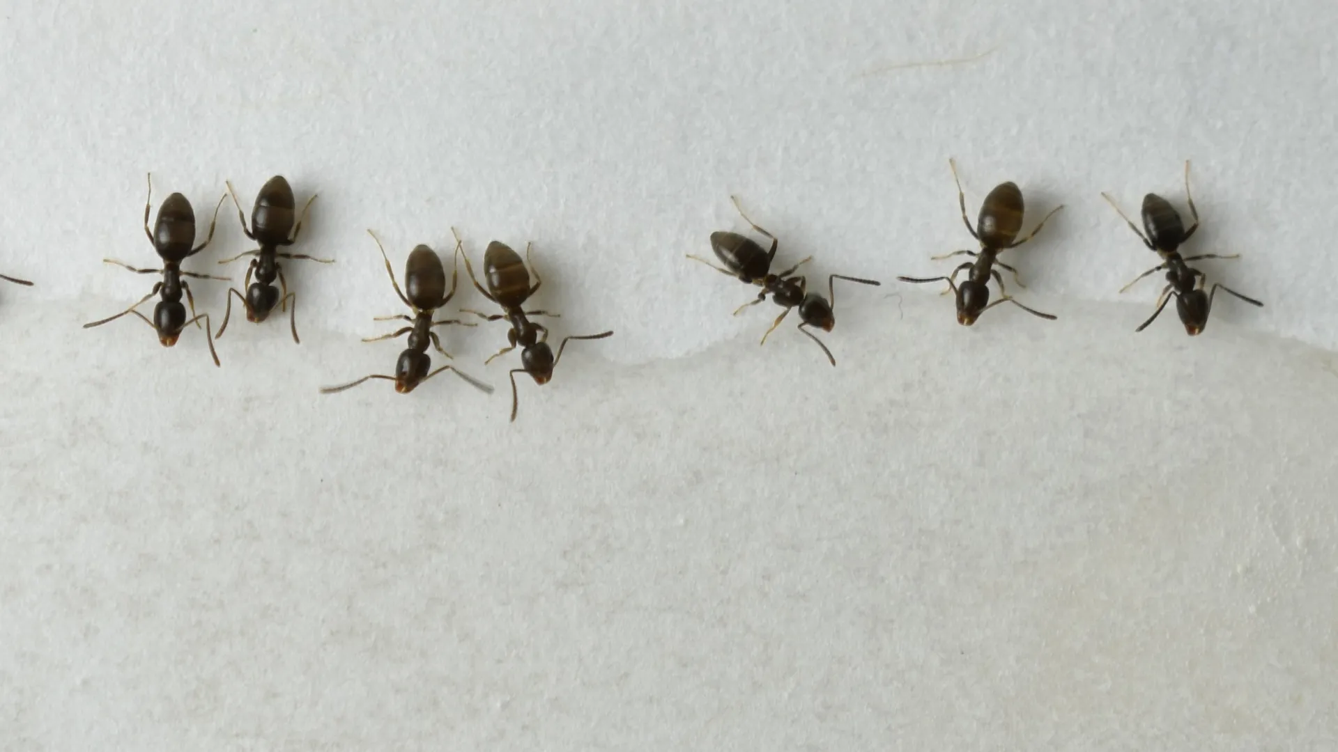 a group of ants