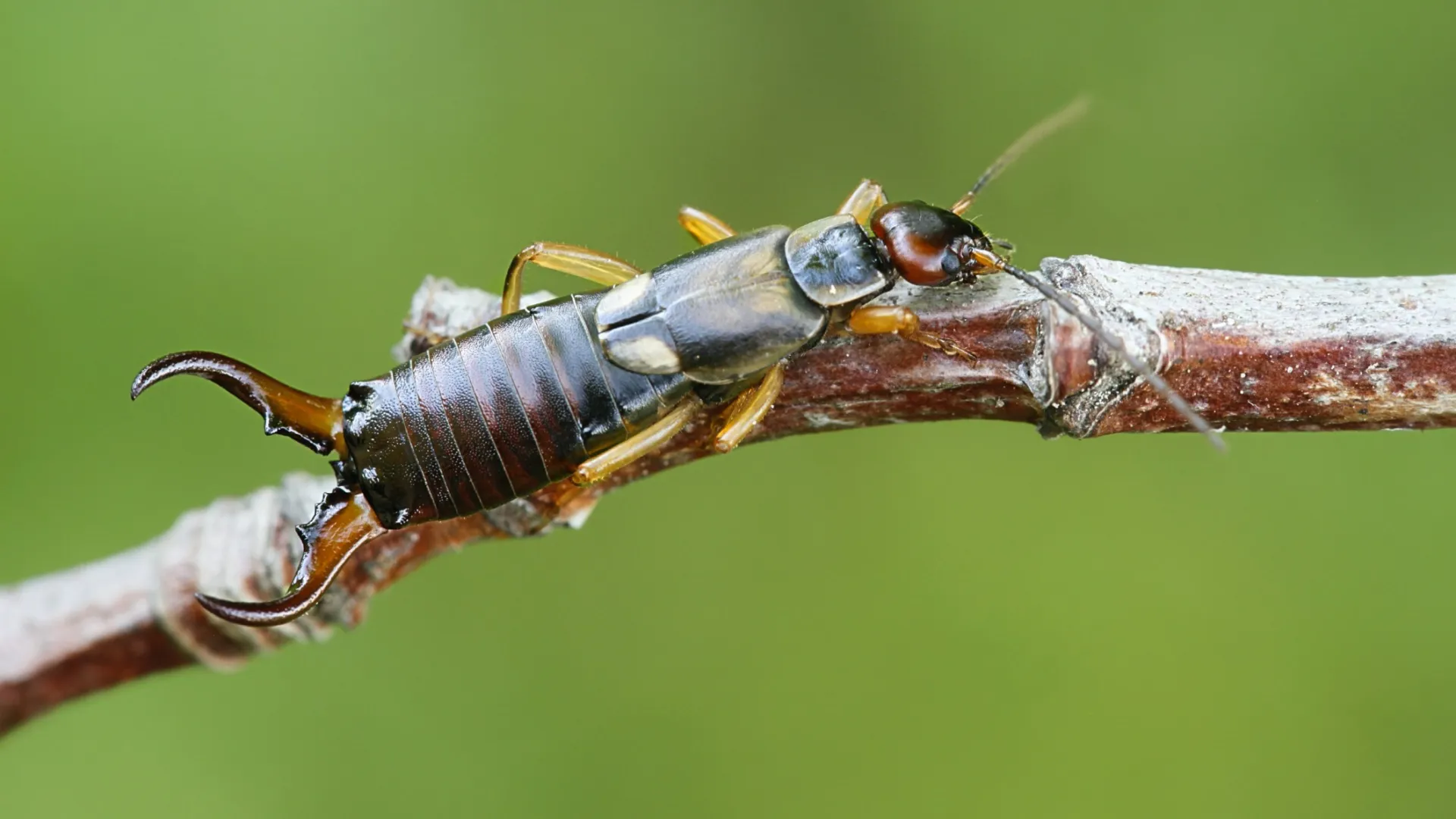 a close up of a bug