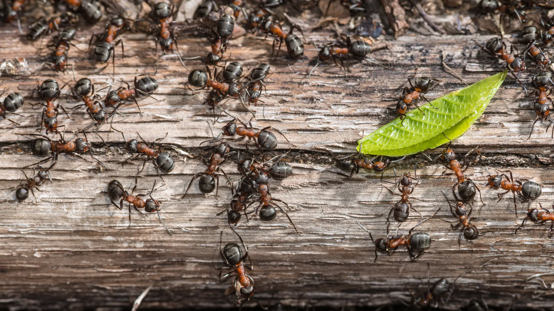 a group of bees on a wood surface