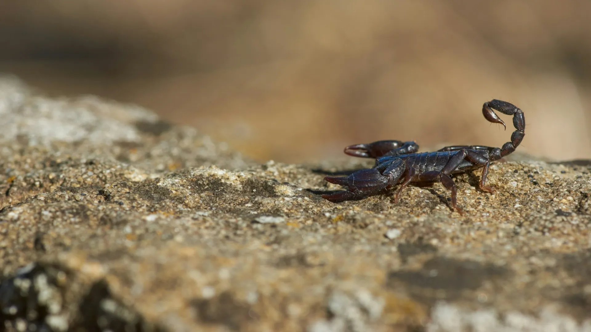 a small blue crab on a rock