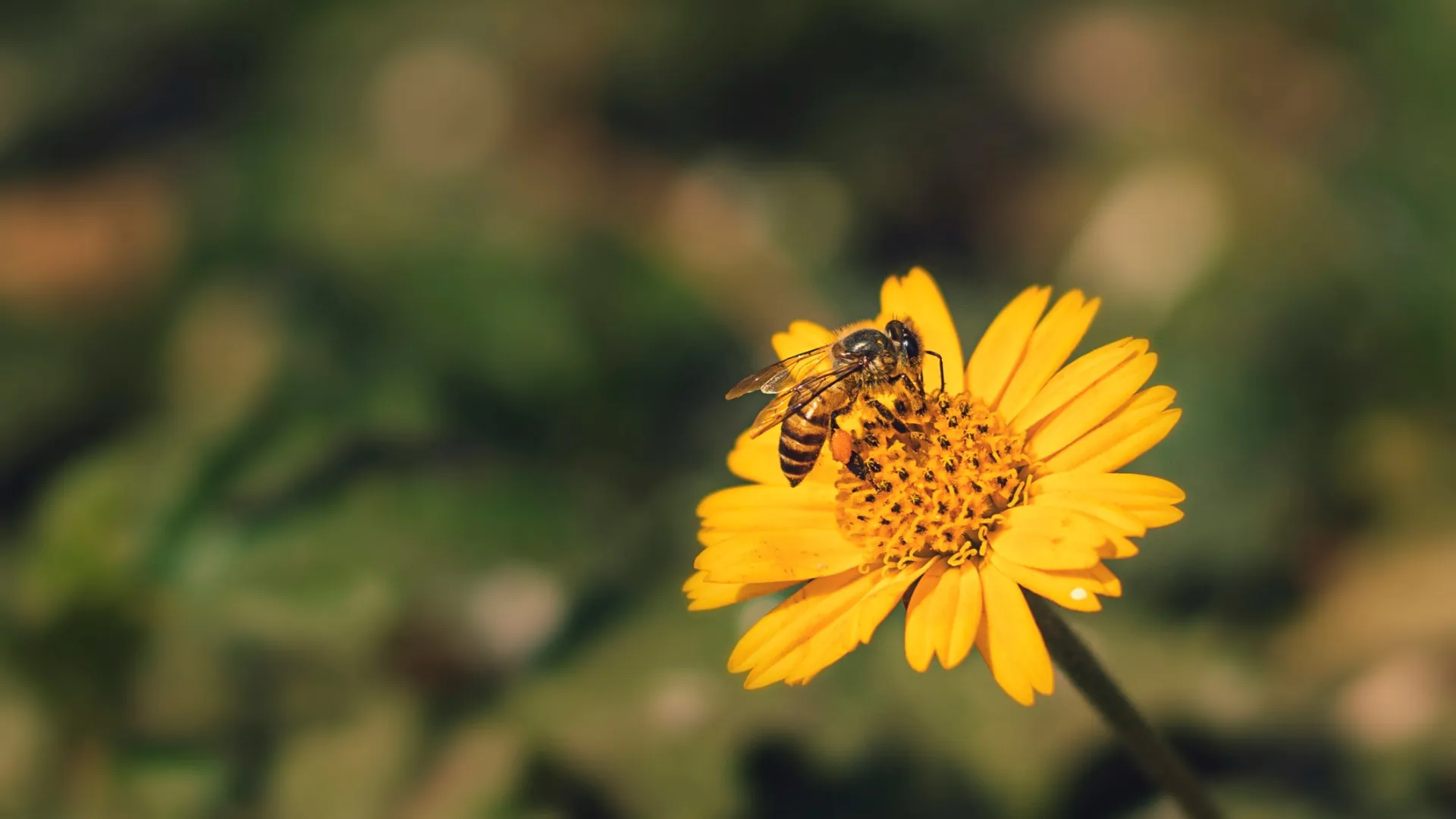 a bee on a yellow flower